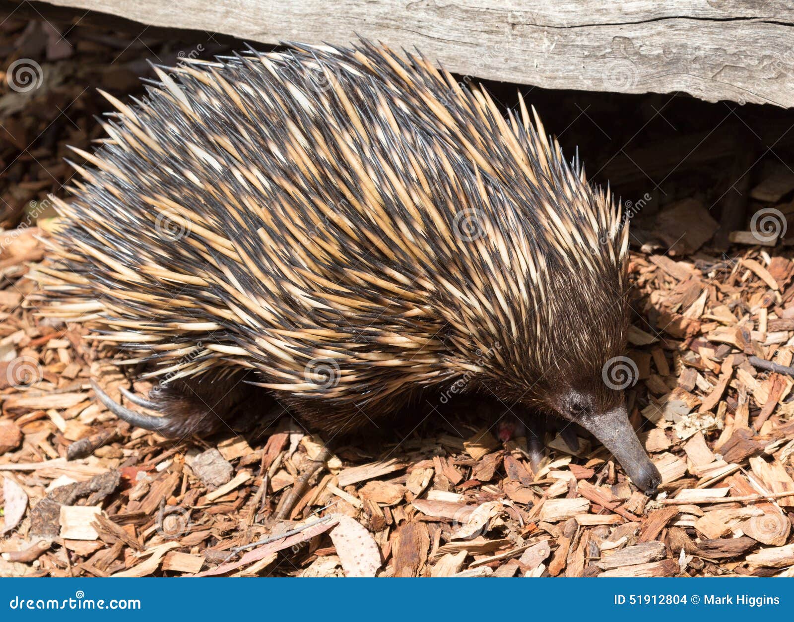 Australian echidna stock photo. Image of cute, australian - 51912804