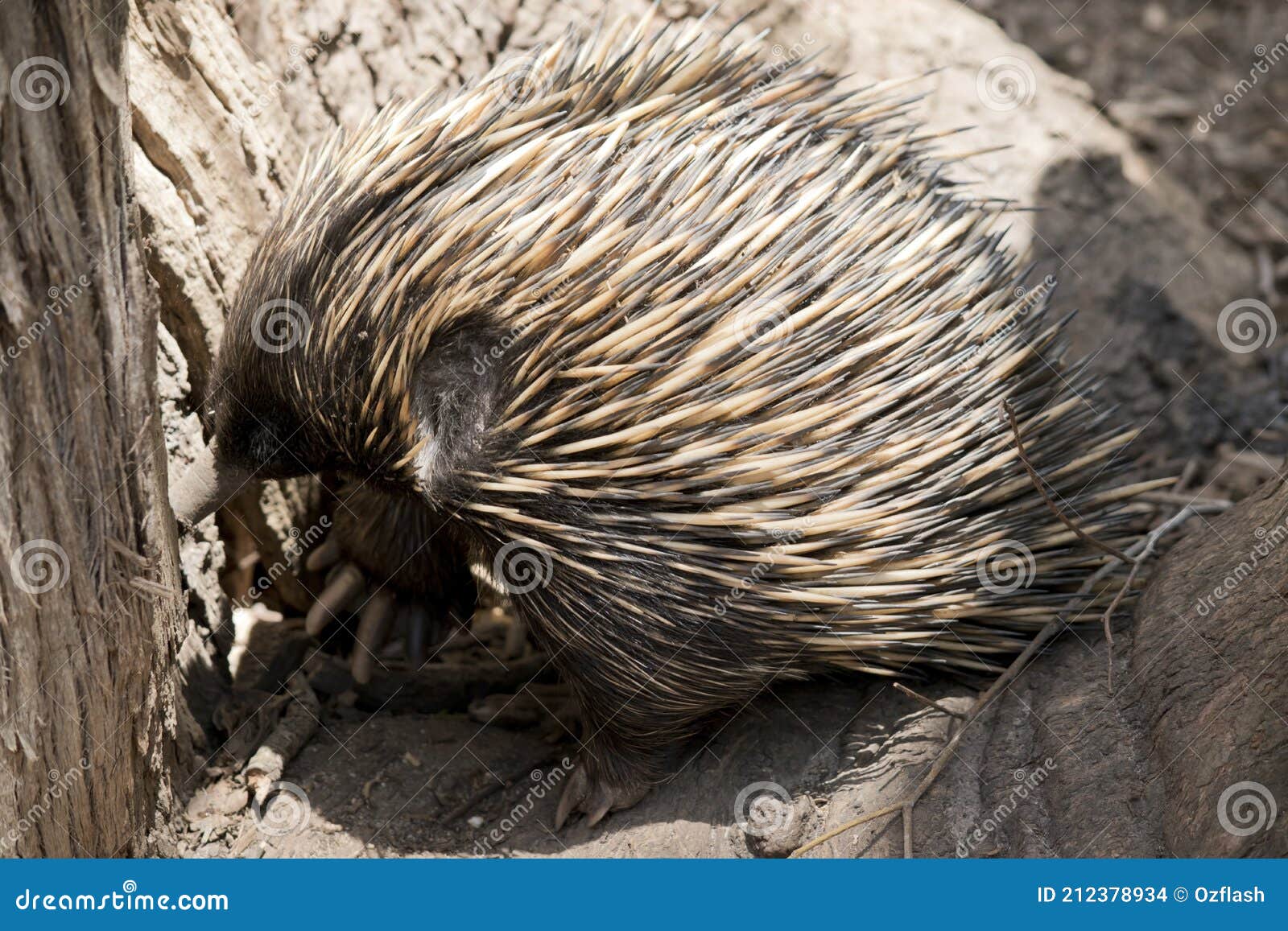 bule Oberst fjende The Australian Echidna is Looking for Ants in the Tree Stock Photo - Image  of anteater, protection: 212378934