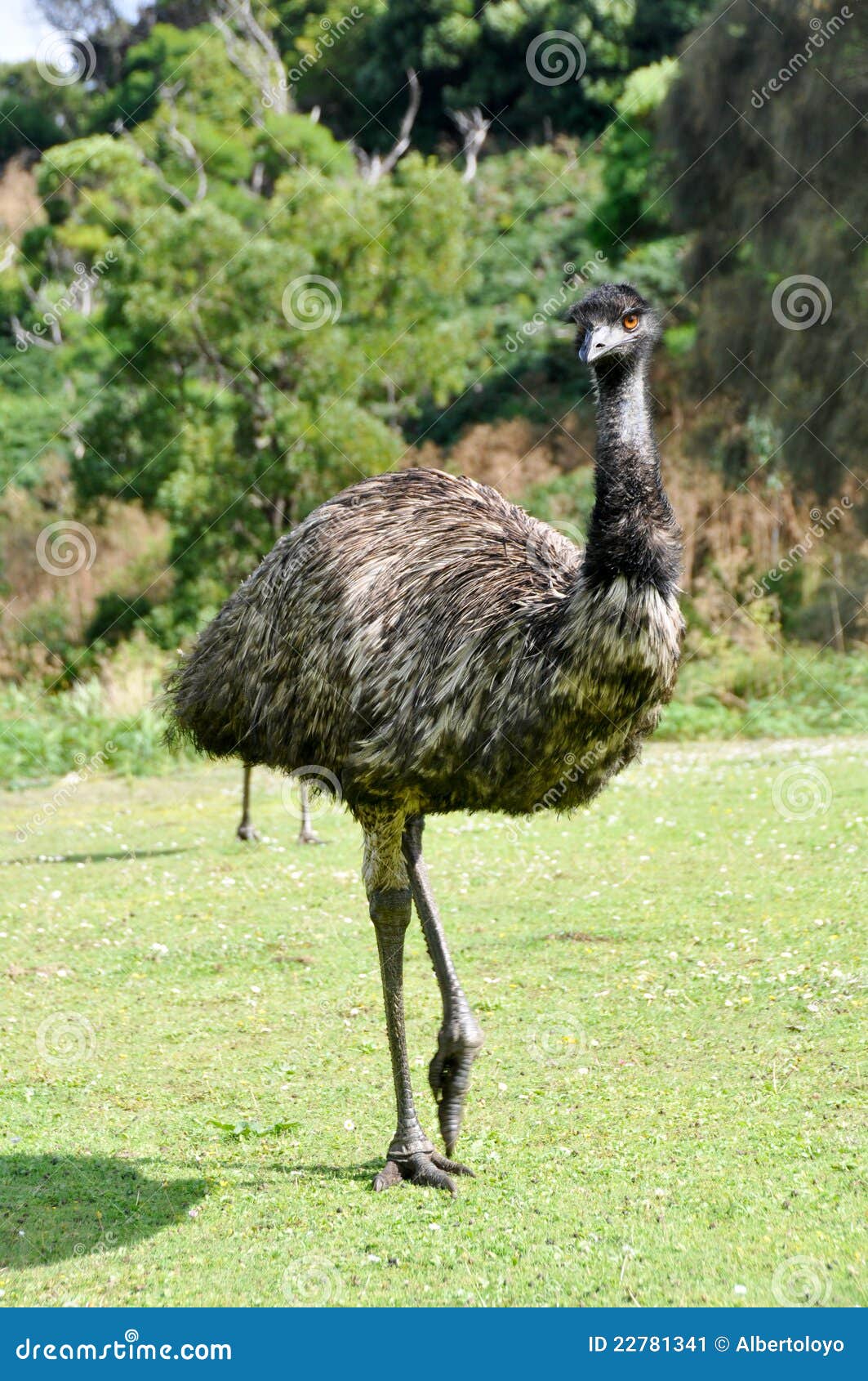 australian emu at tower hill wildlife reserve