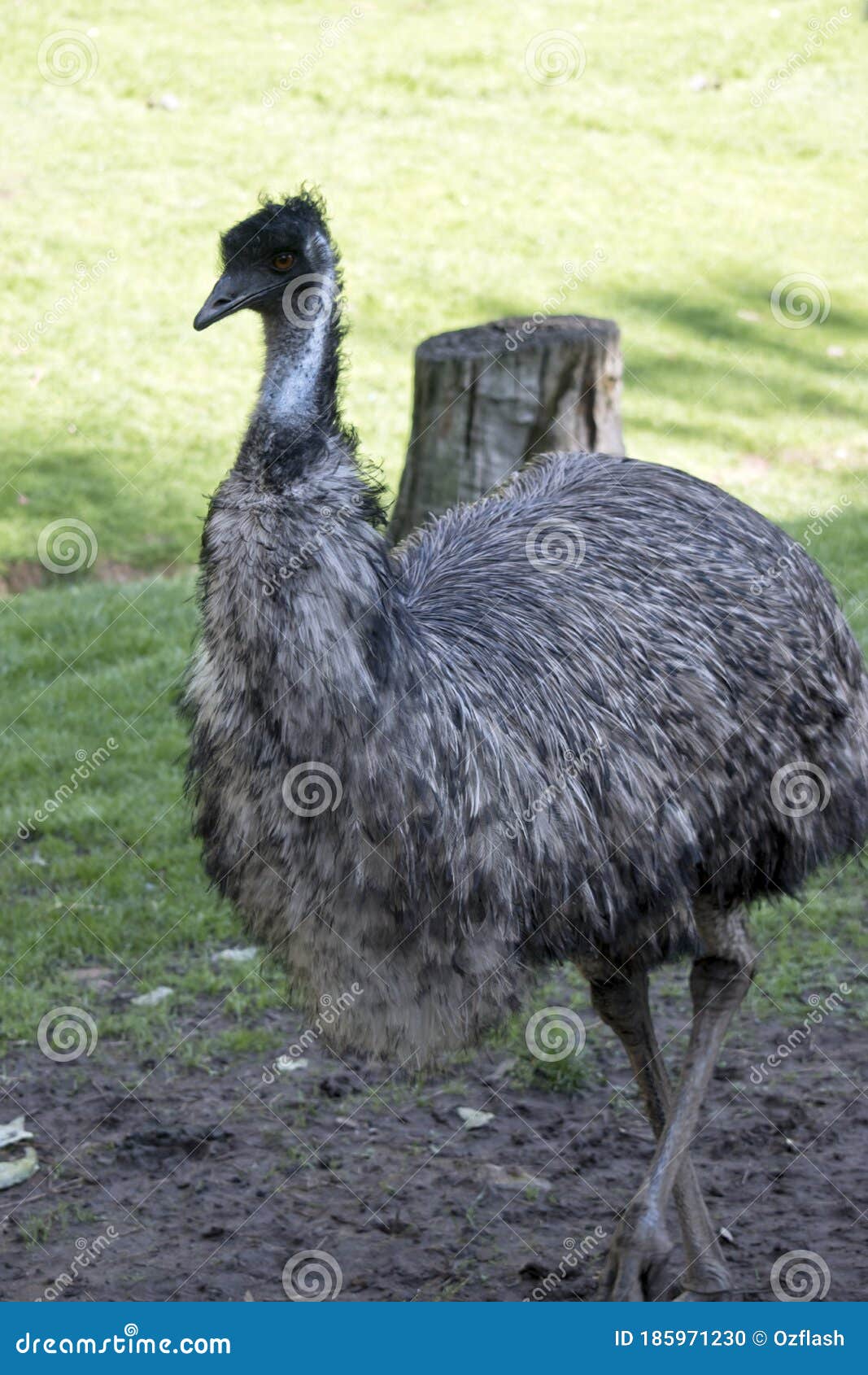 The Australian Emu is a Tall Bird with a Long Neck Stock Photo Image of feathers: 185971230