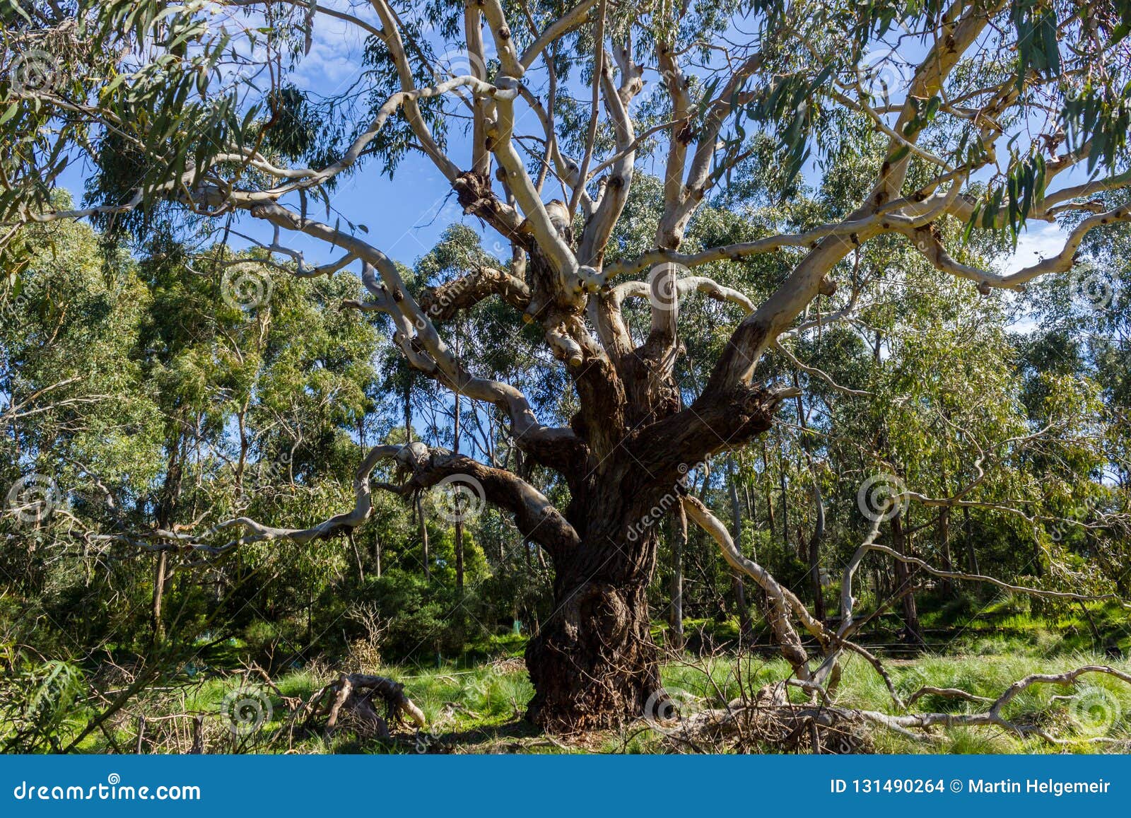 Australian Tree Looking Up the Sky, Philip Island Stock - Image of wood, beautiful:
