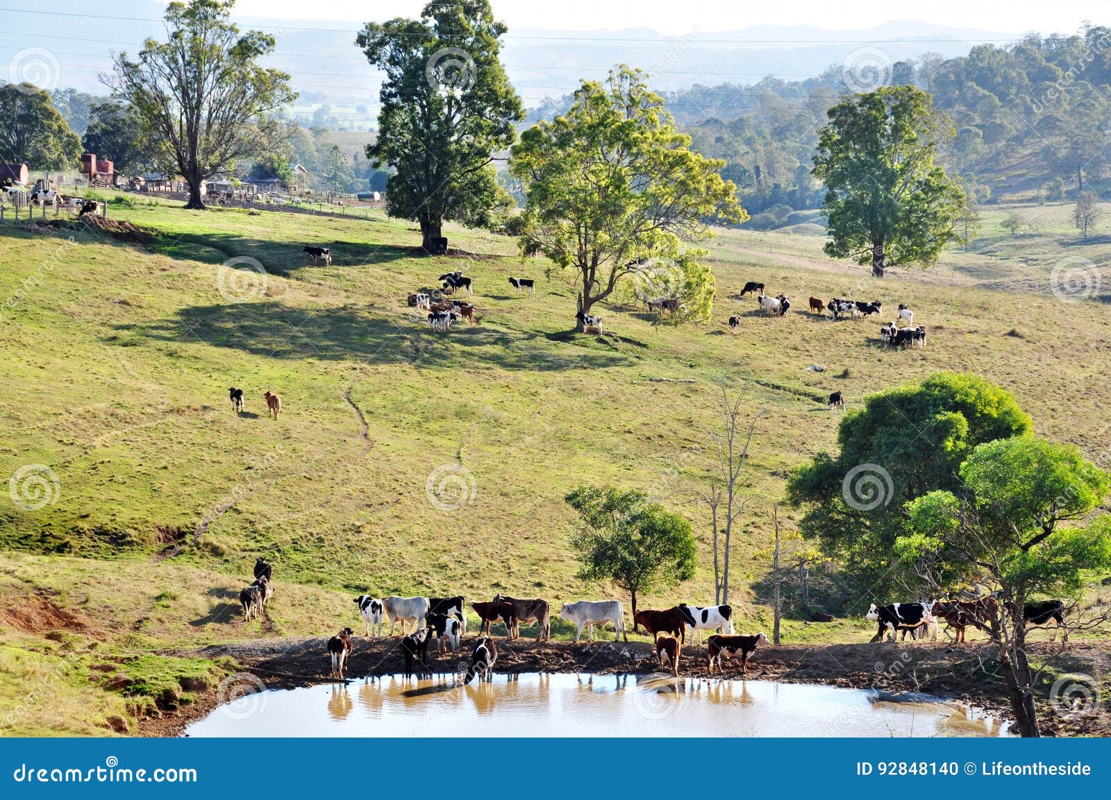 australian farm cattle grazing pastures of stunning country landscape