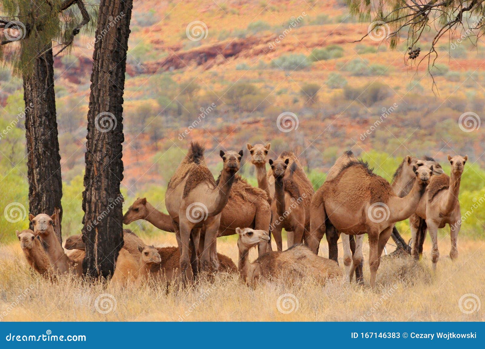 australian feral camels, mostly dromedaries camelus dromedarius imported into australia from british india and afghanistan.