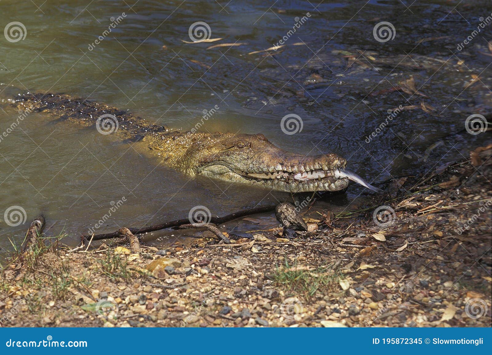 Australian Freshwater Crocodile, Crocodylus Johnstoni, Adult Eating Fish, Australia Stock Image - of wildlife, crocodylidae: 195872345