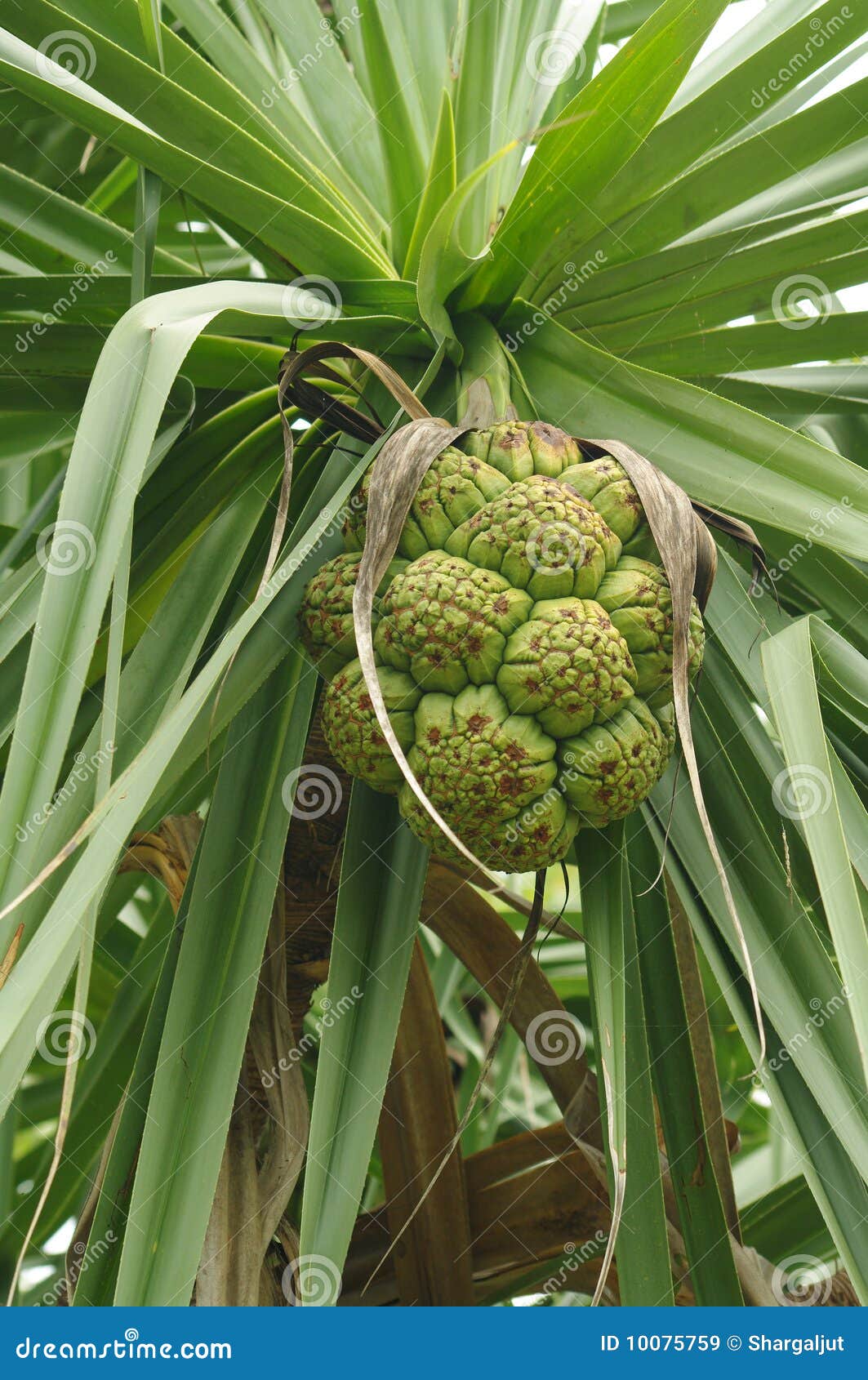 Australian fruit stock image. Image of fruit, australia 10075759