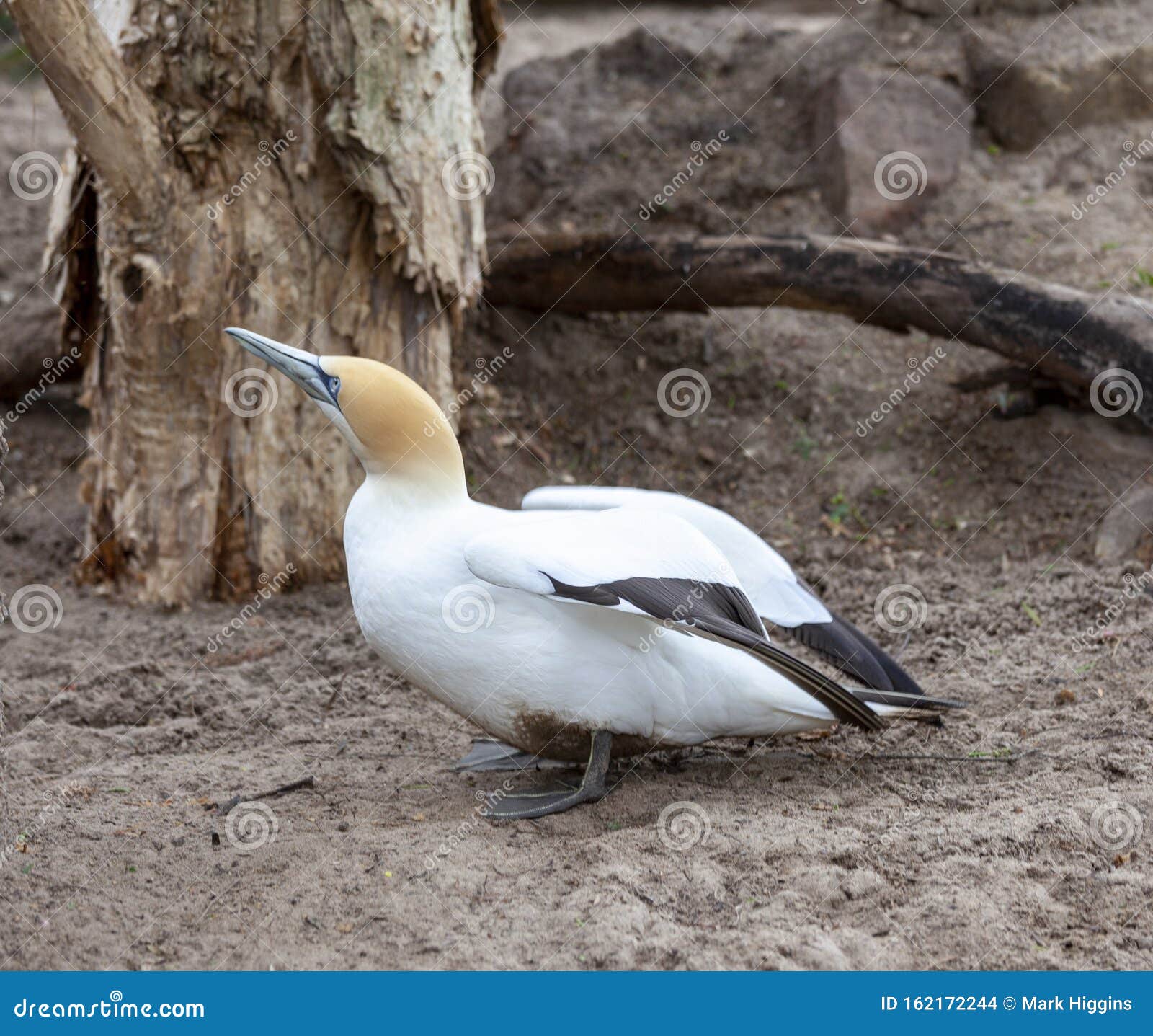 mangel Kejserlig at føre Australian Gannet Diving Bird Stock Photo - Image of morrus, pretty:  162172244