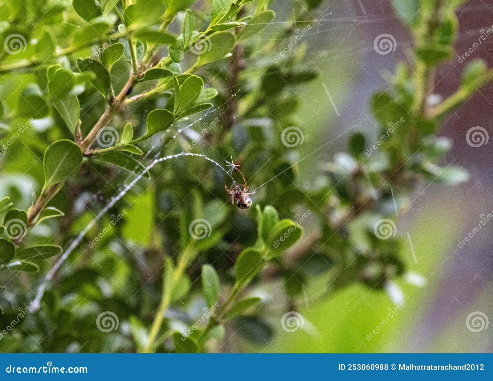 an australian garden orb weaver spider (argiope catenulata) weaving web