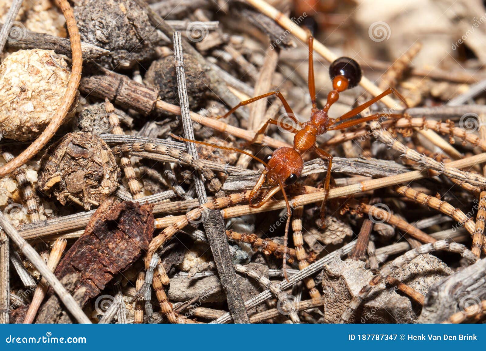 Australian Giant Bull Ant, Myrmecia Gratiosa Stock Image - Image of antsquot, 187787347
