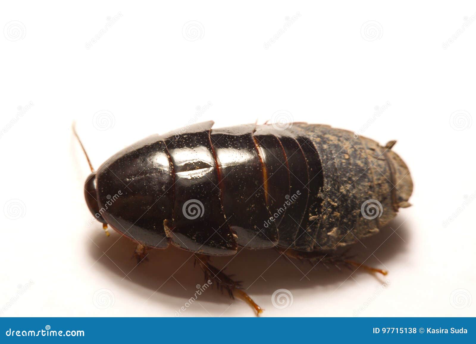 Australian Giant Burrowing Cockroach on White Background Stock Photo