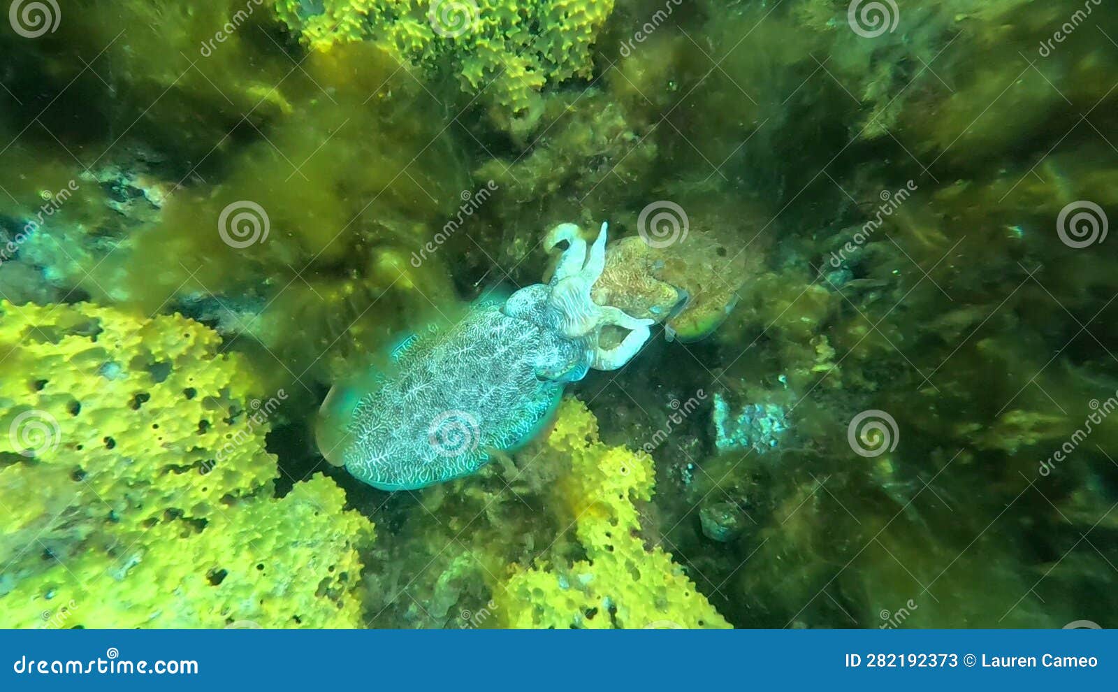 australian giant cuttlefish mating at stony point