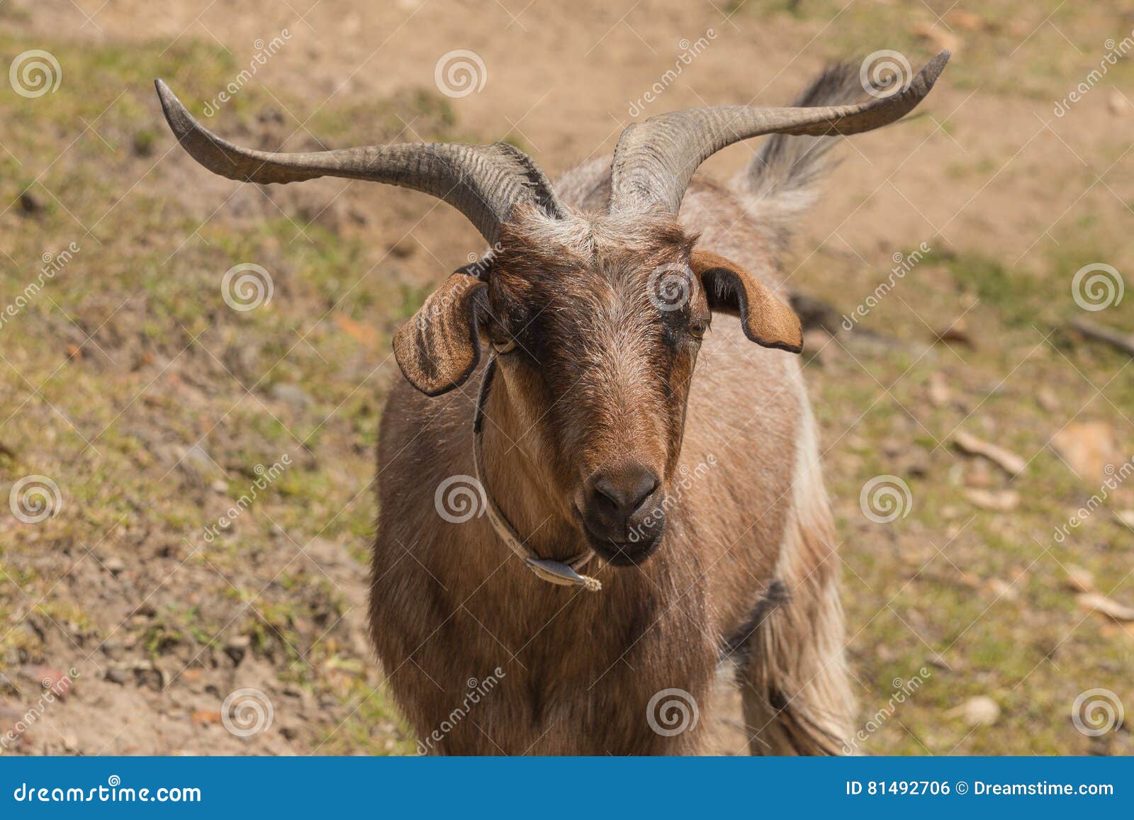 Australian Goat stock photo. Image of good, wild, animals 81492706