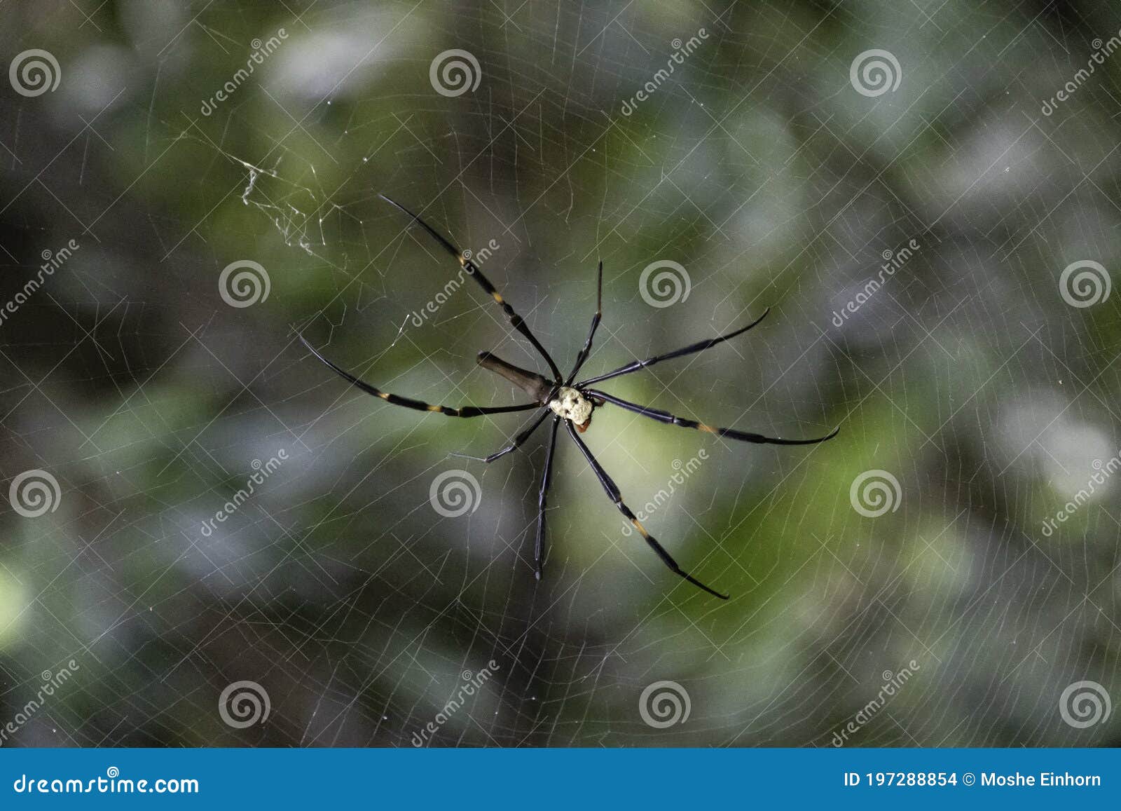 An Australian Golden Weaver Spider Stock Photo - Image of spider, poisonous: