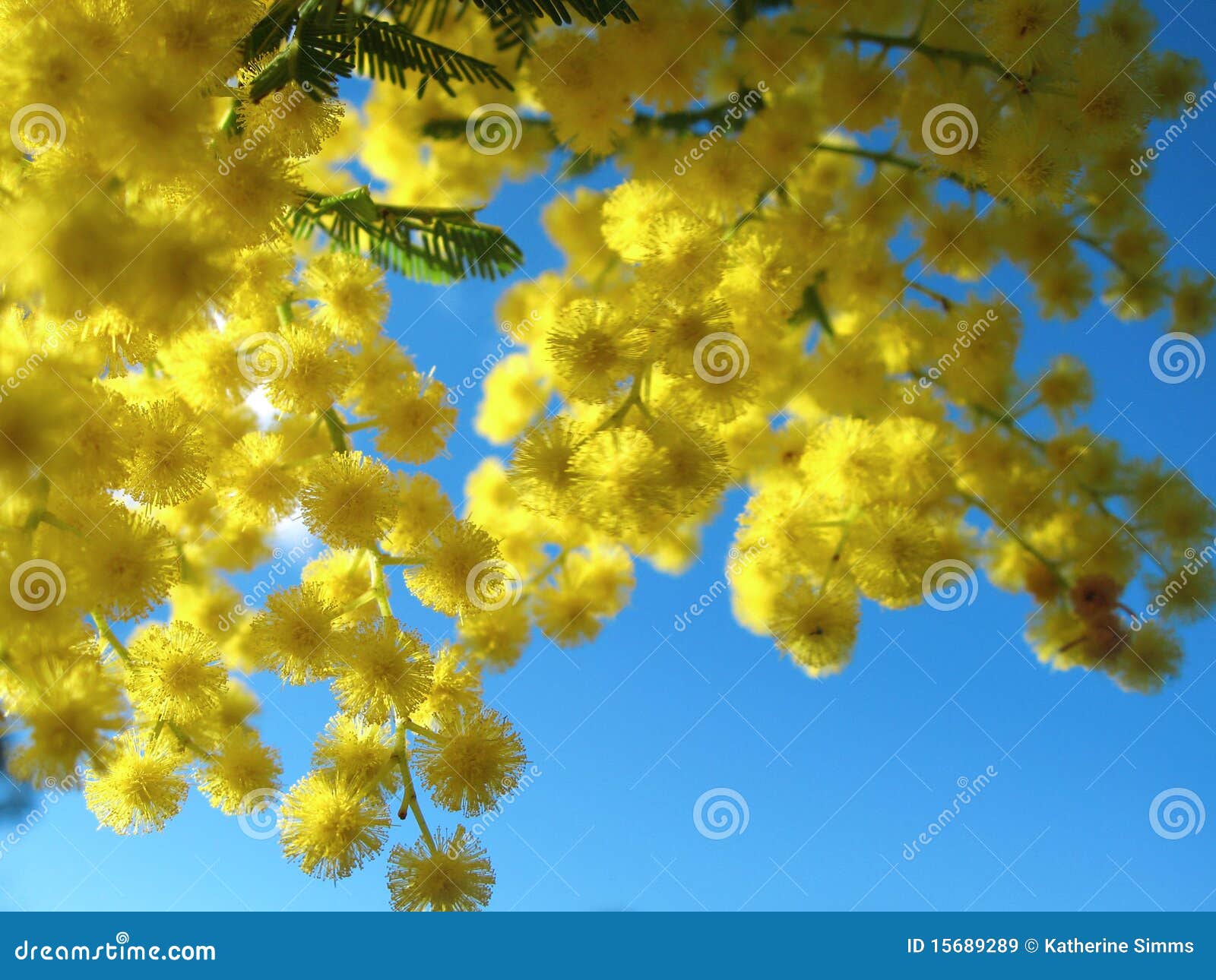 australian golden wattle