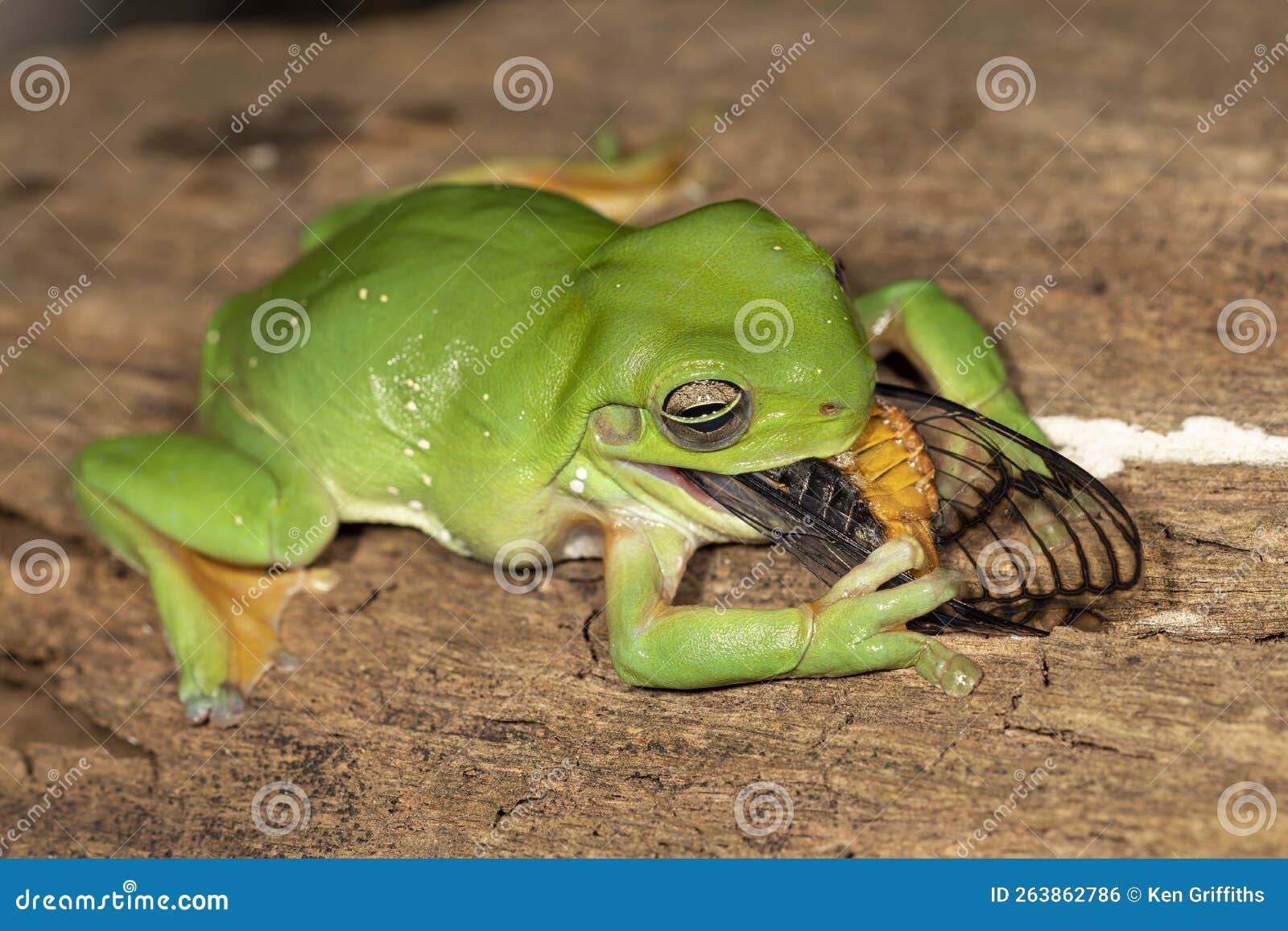 Australian Green Tree Frog stock photo. Image of feeding 263862786