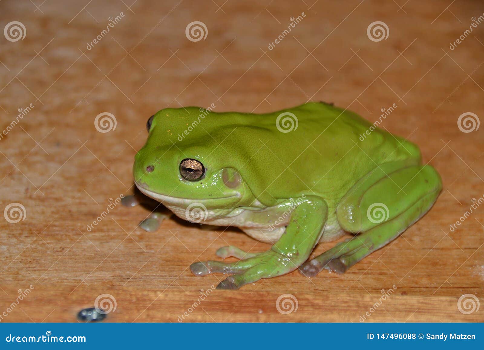 Australian Green Tree Frog, Litoria Caerulea Stock Photo - Image of