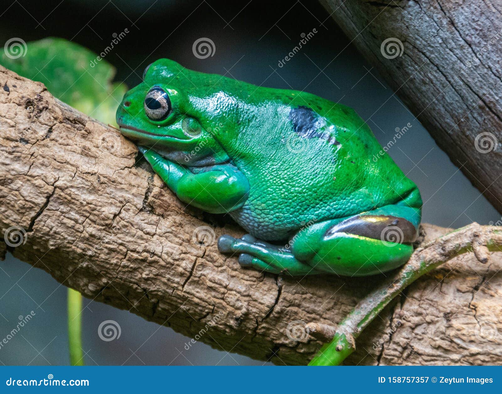 Australian Green Frog Litoria Caerulea Stock Image - Image of green, caerulea: 158757357