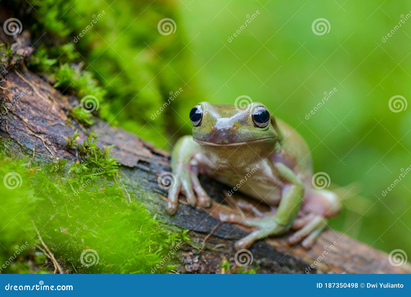 dumpy frog tree  on branch  in tropical garden