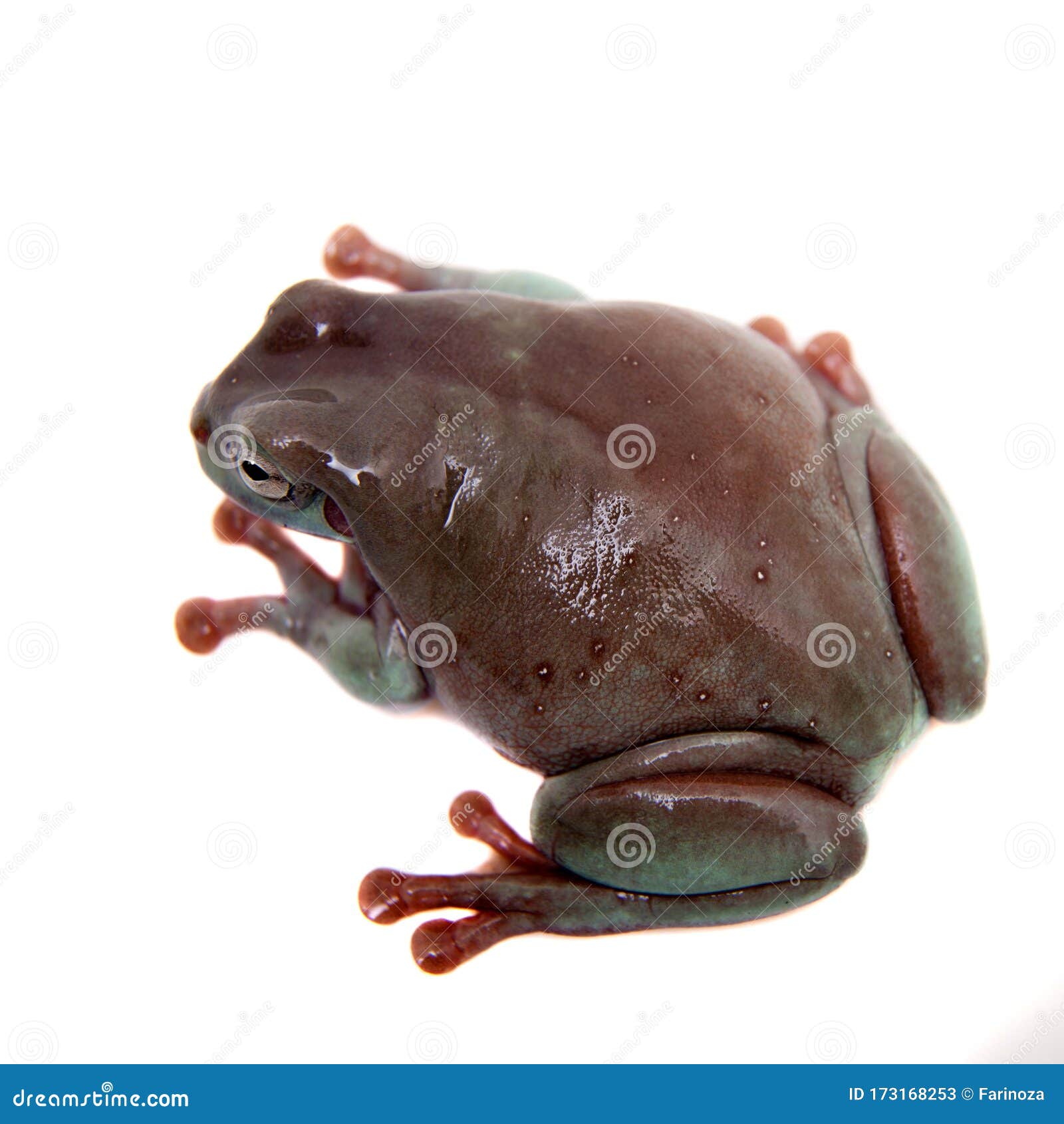 Australian Green Tree Frog on White Background Stock Image - Image of