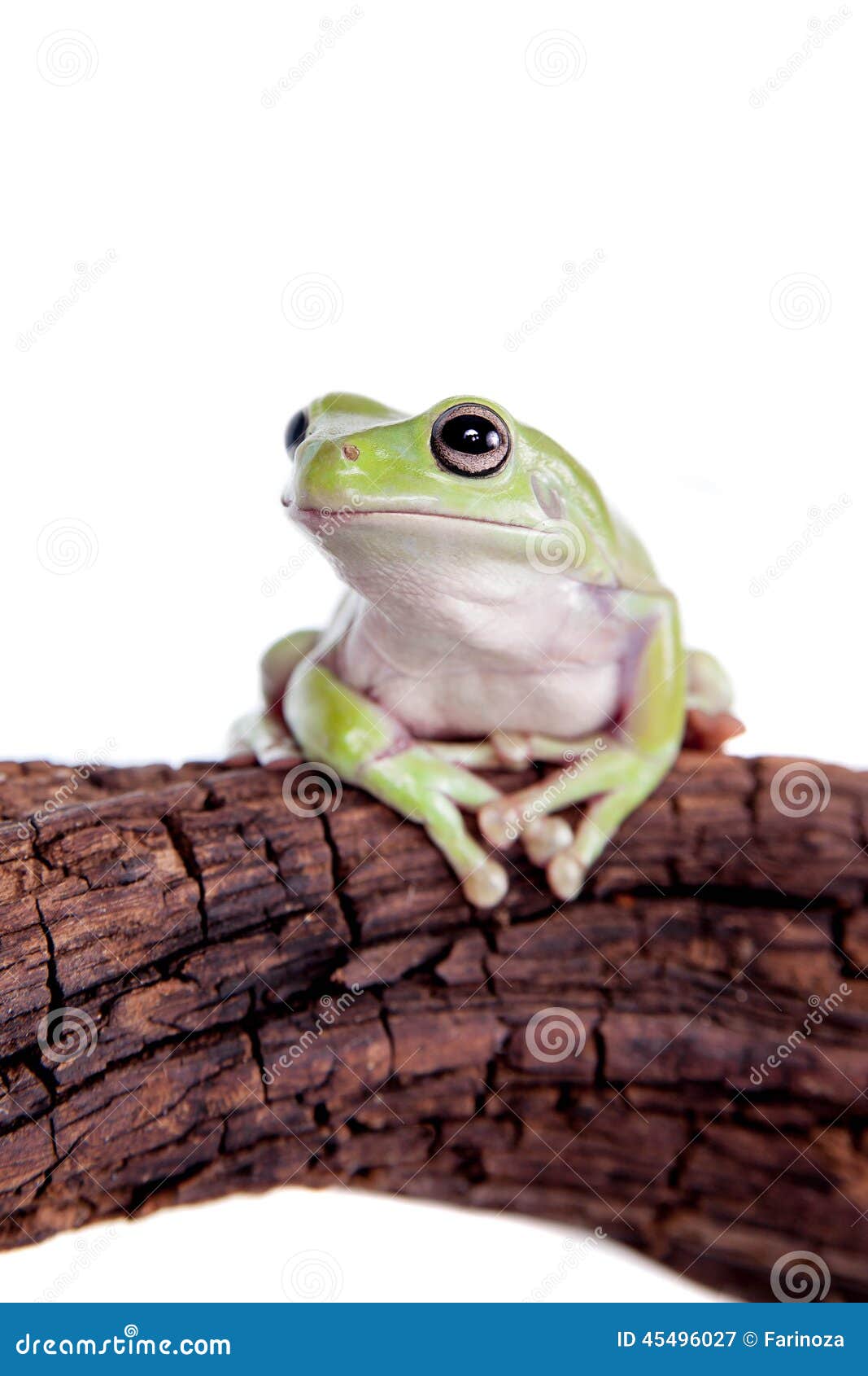 Australian Green Tree Frog on White Background Stock Image - Image of