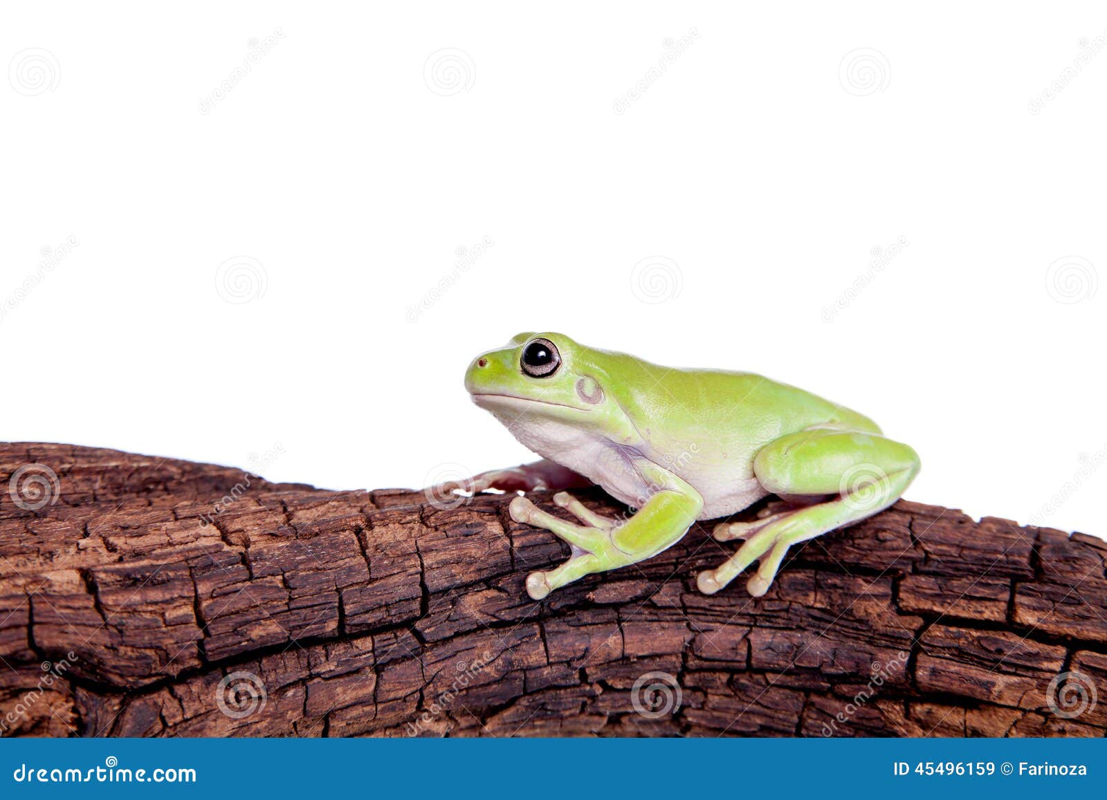 Australian Green Tree Frog On White Background Stock Image - Image of