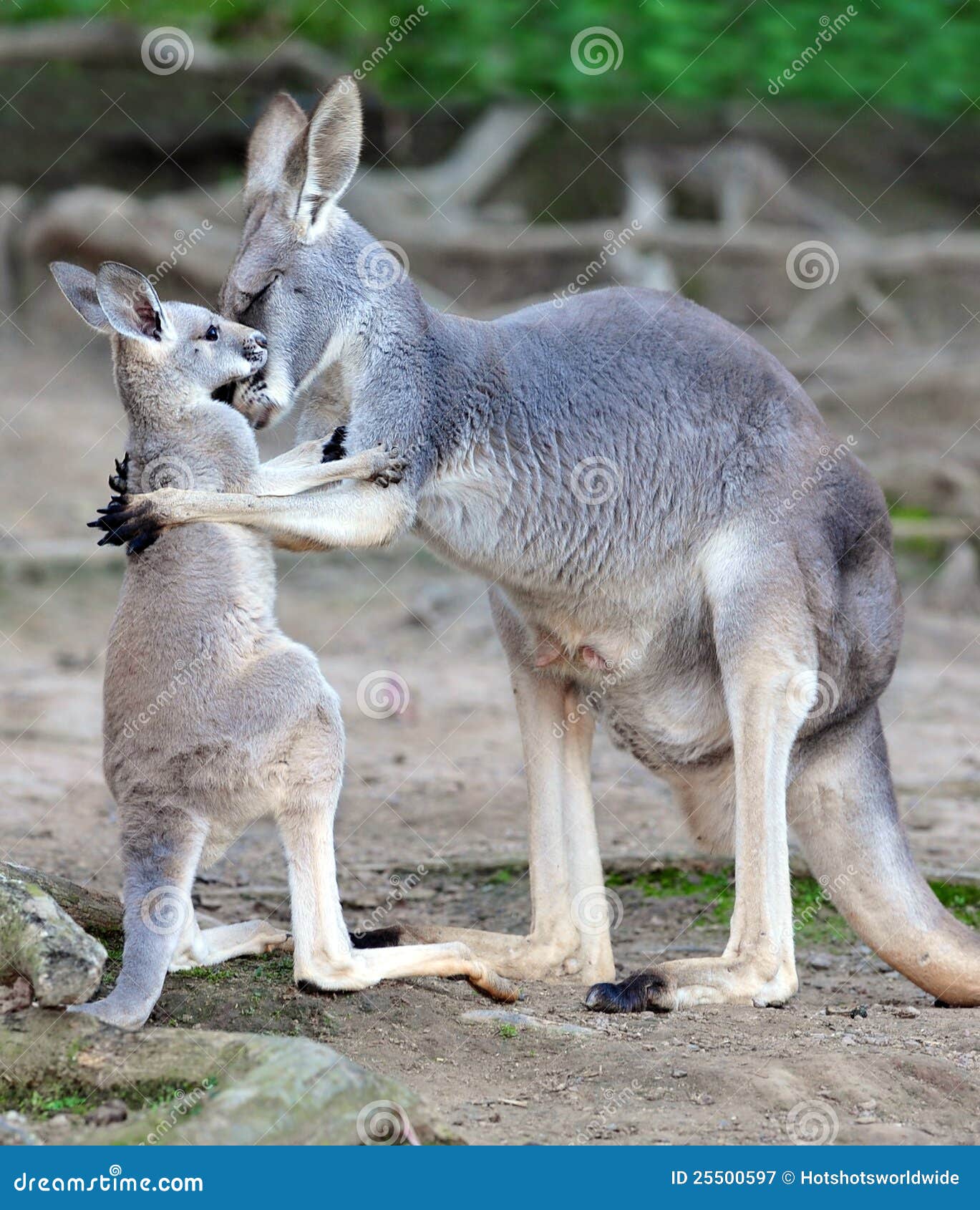 Australian Grey Kangaroo Embraces Baby Or Joey Stock Image - Image: 255005971202 x 1300