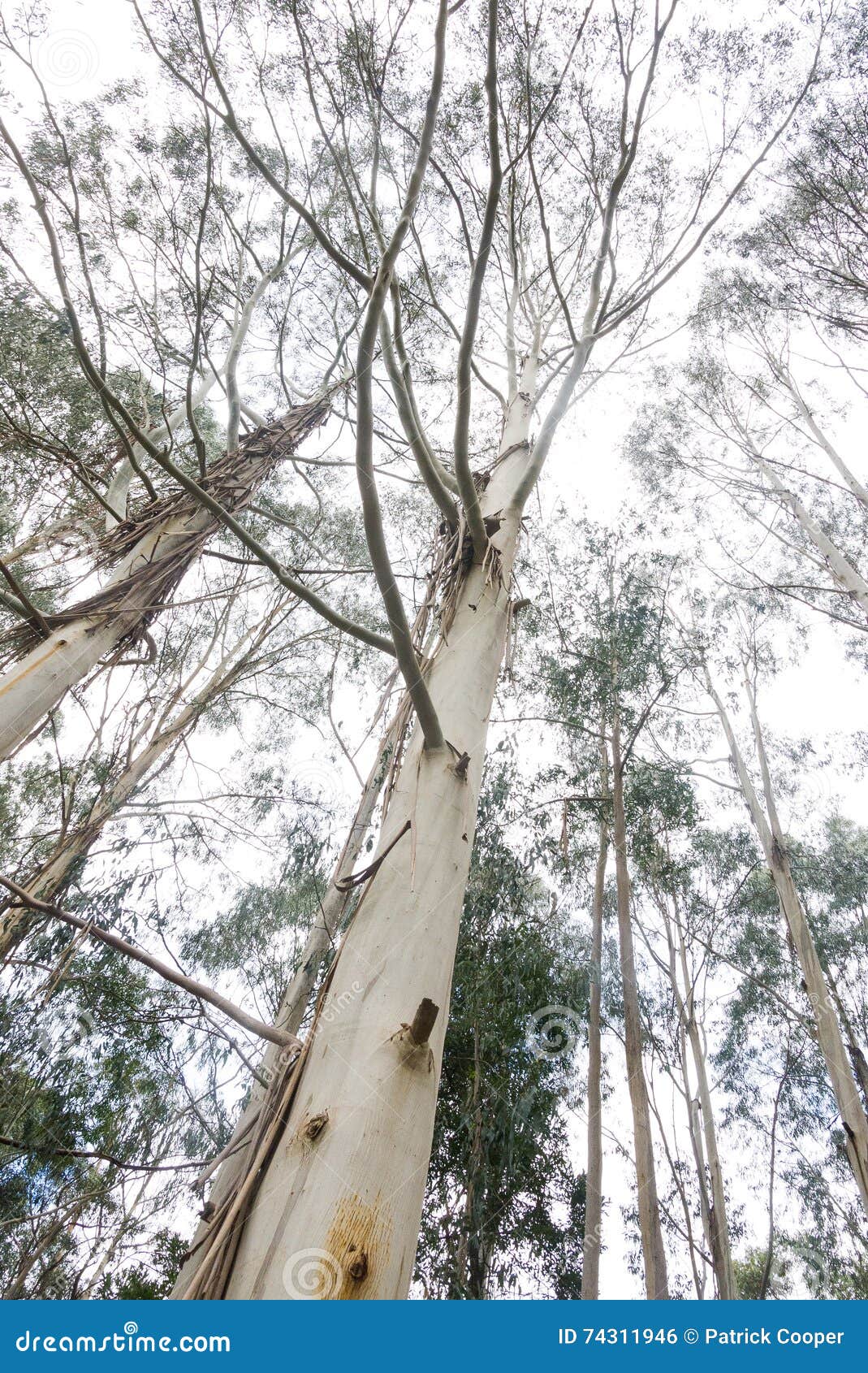 Australian gum trees stock photo. Image of adelaide, nature 74311946