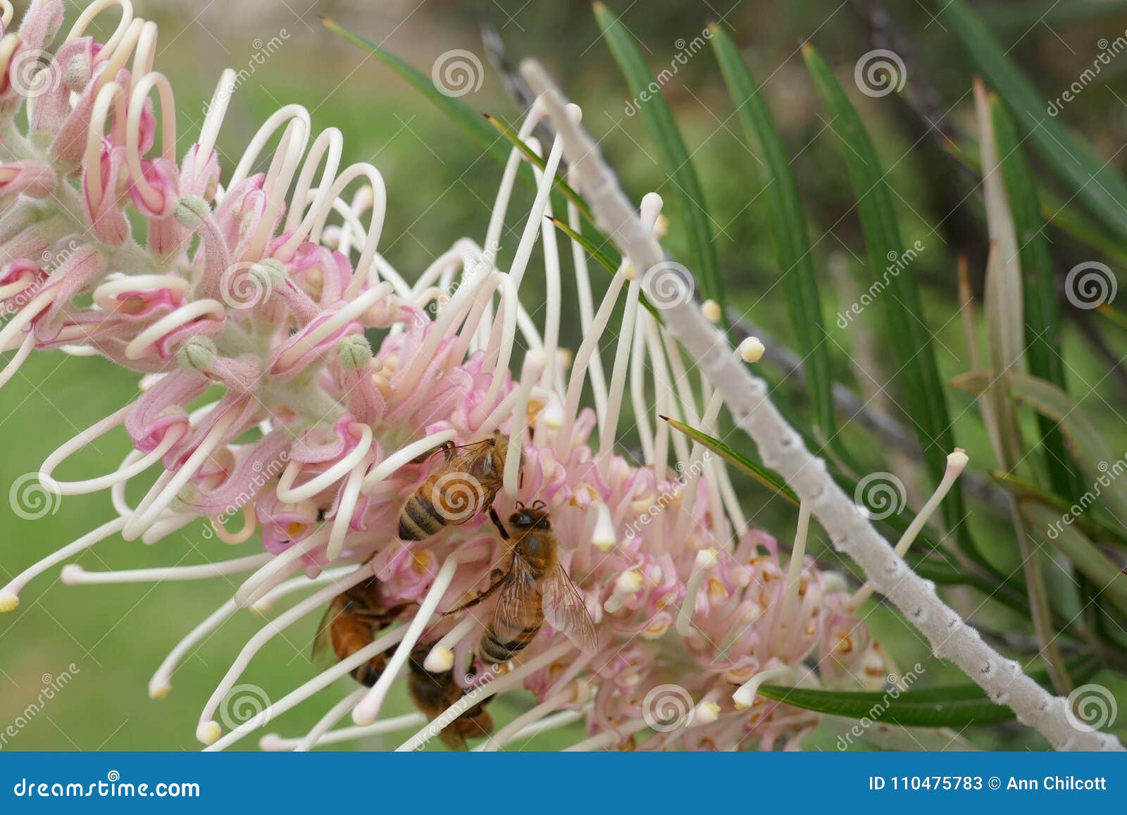 Australian Honey Bees stock image. Image of home, heather 110475783
