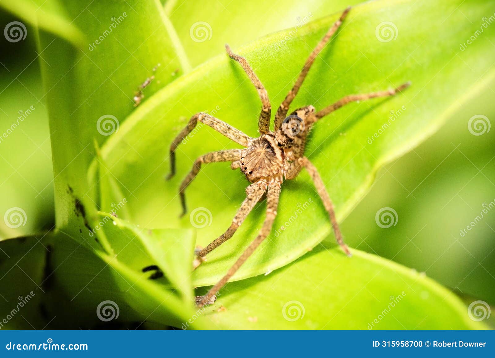 australian huntsman spider