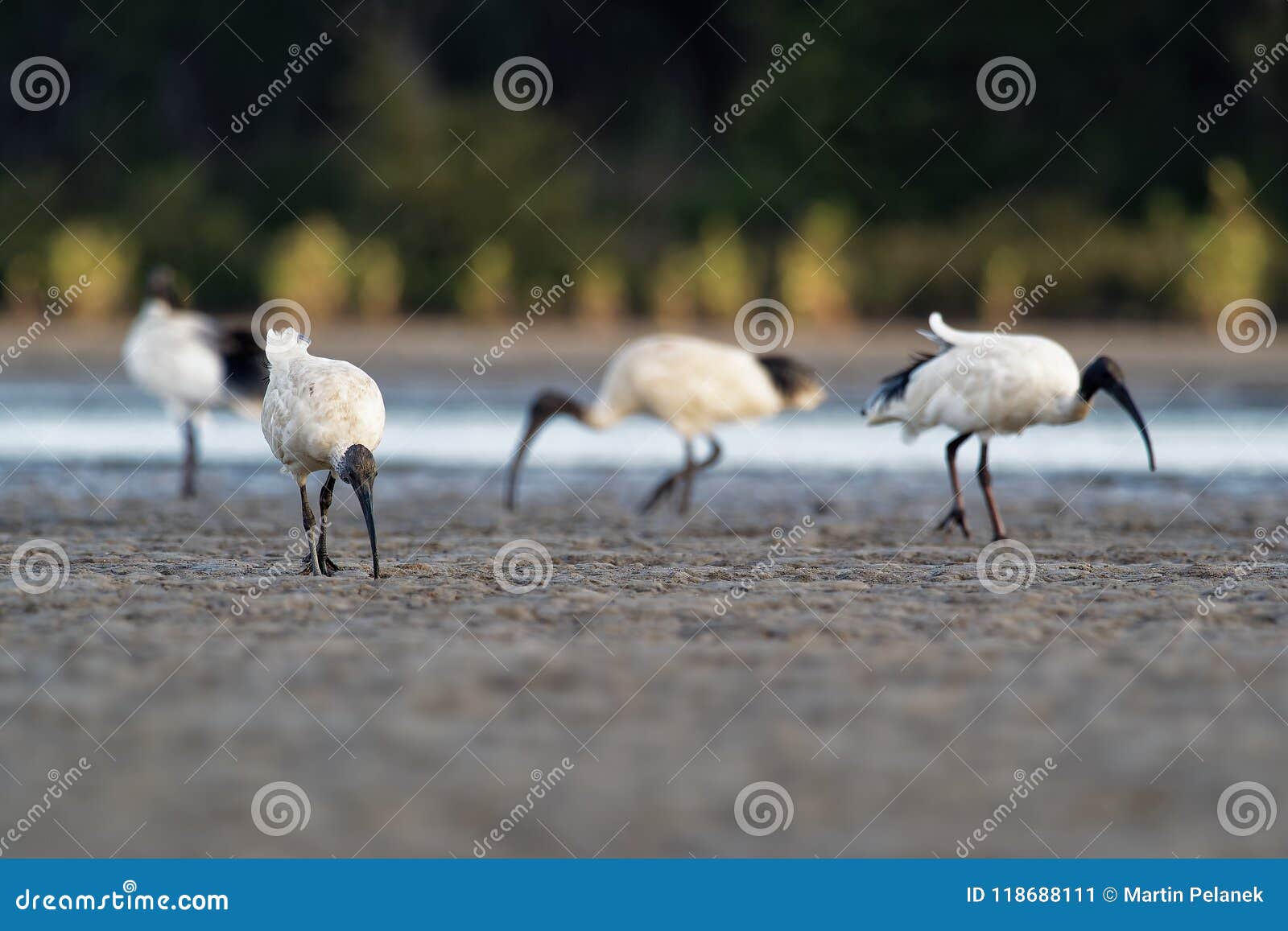 australian ibis - threskiornis moluccus black and white ibis from australia looking for crabs during low tide