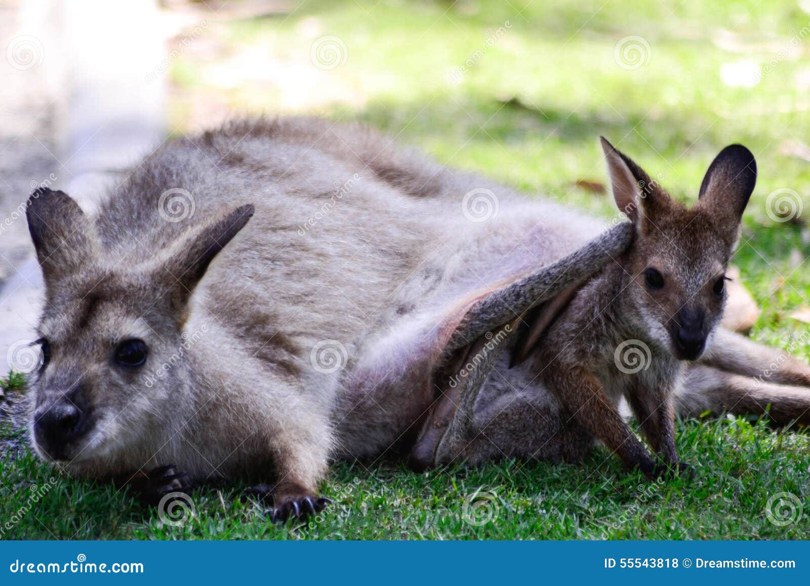 Australian Kangaroo with Joey in Pouch Stock Photo Image of fluffy