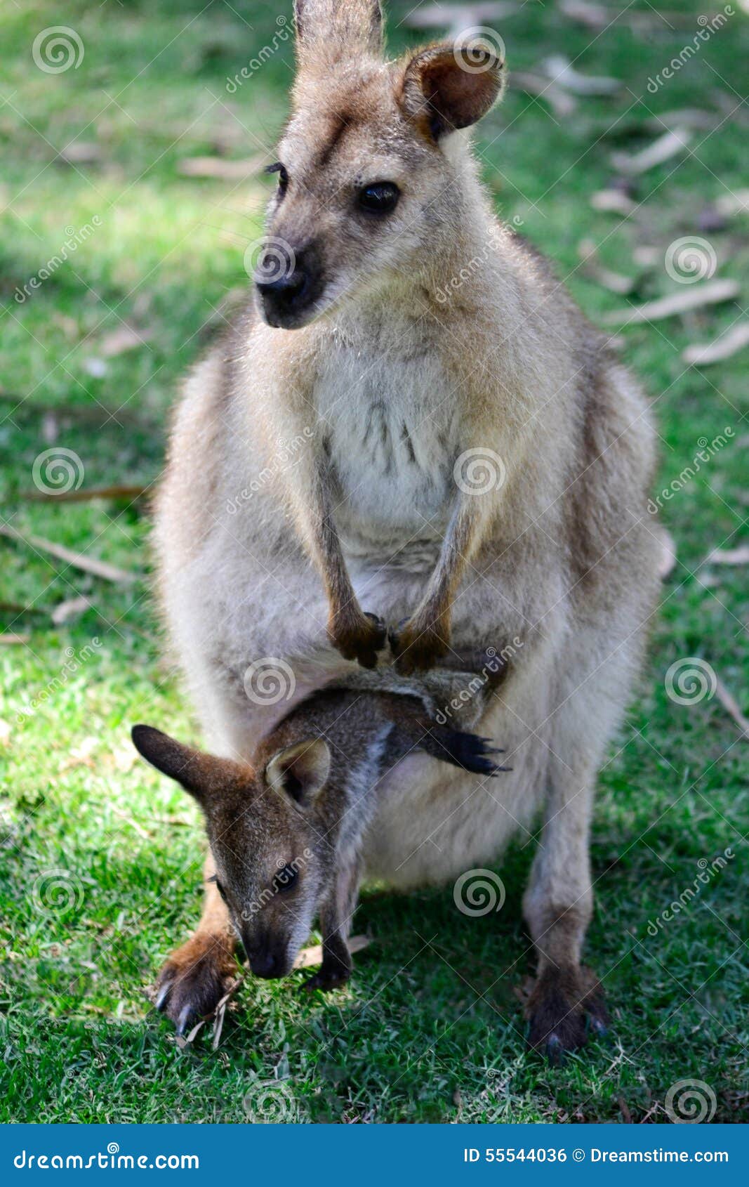 Australian Kangaroo with Joey in Pouch Stock Photo Image of bush