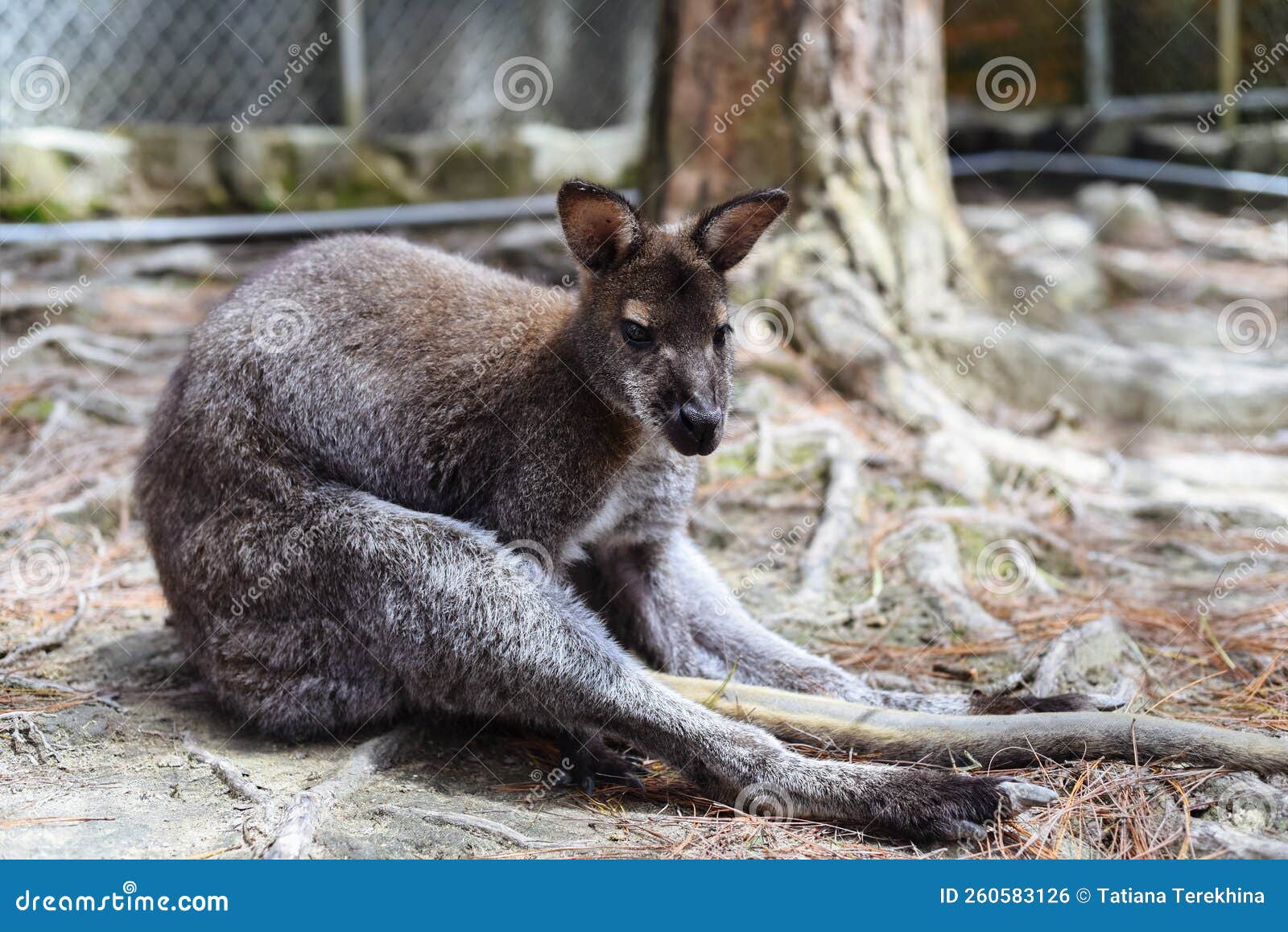 Australian Kangaroo Sitting in Vietnamese Zoo Stock Photo Image of