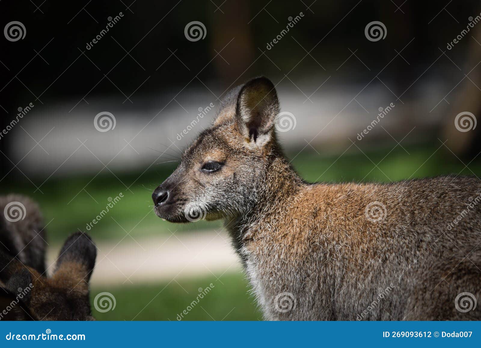 Australian Kangaroo is in the Zoo Habitat Stock Photo Image of brown