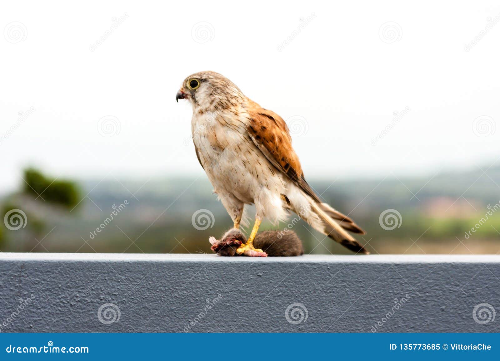 australian kestrel nankeen kestrel, falco cenchroides eating mouse