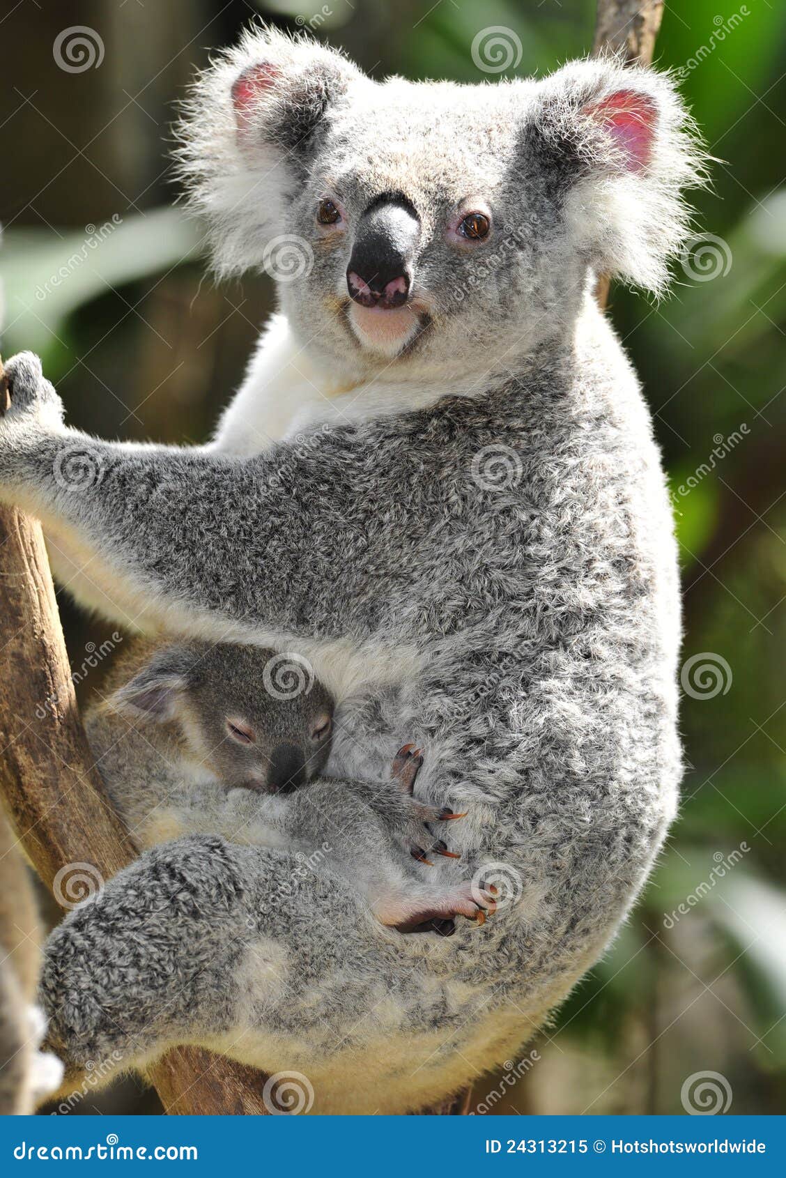 Australian Koala with Cute Baby Australia Image Image of australia, ears: 24313215