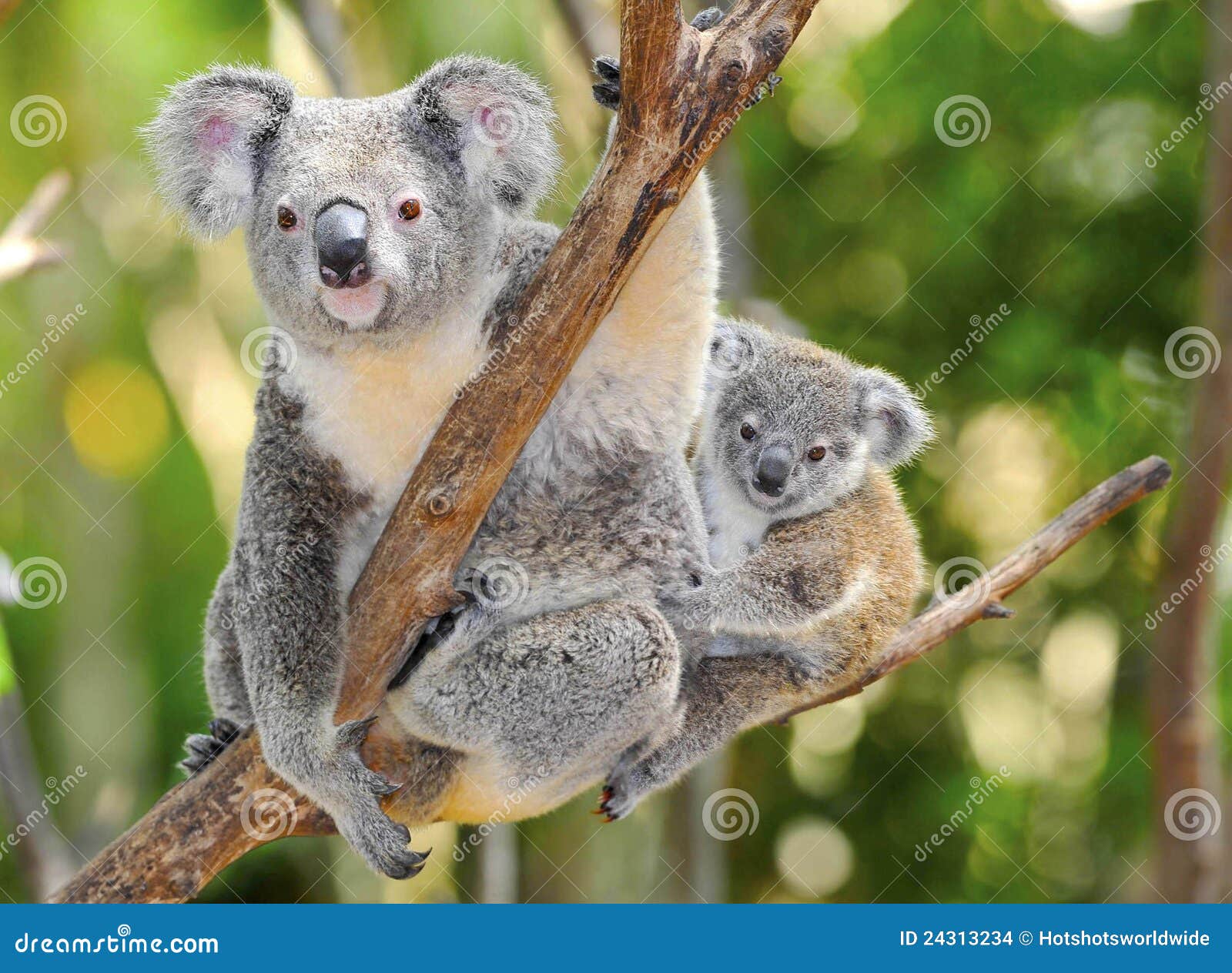 australian koala bear with cute baby australia