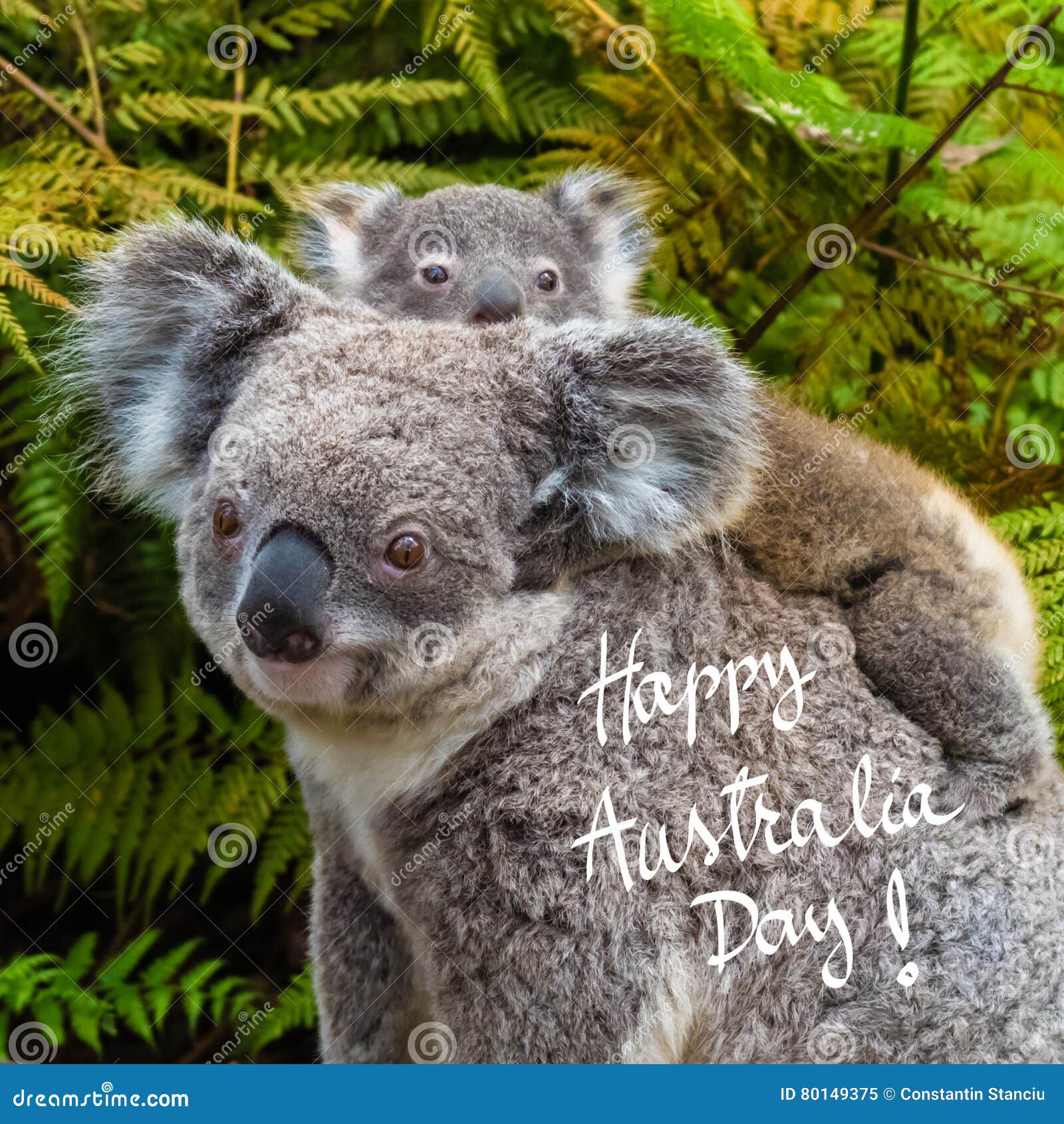 Australian Koala Bear Native Animal with Baby and Happy Australia Day  Greeting Stock Image - Image of native, nature: 80149375