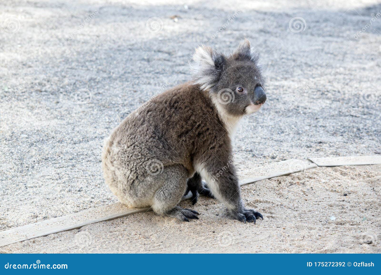 The Australian Koala is Resting on the Ground Stock Photo Image of