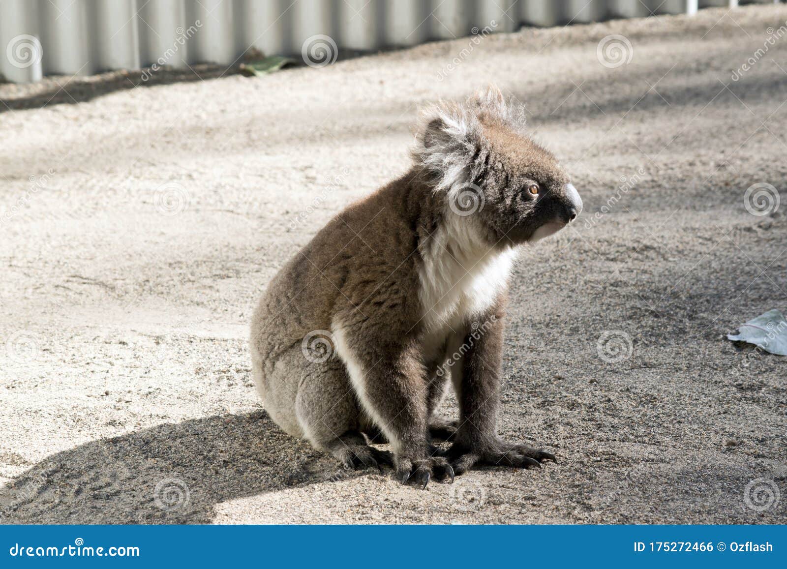 The Australian Koala is Resting on the Ground Stock Photo Image of