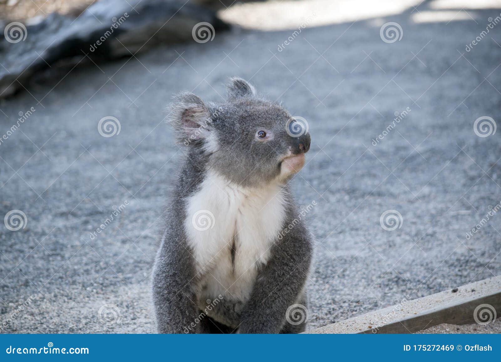 The Australian Koala is Resting on the Ground Stock Image Image of