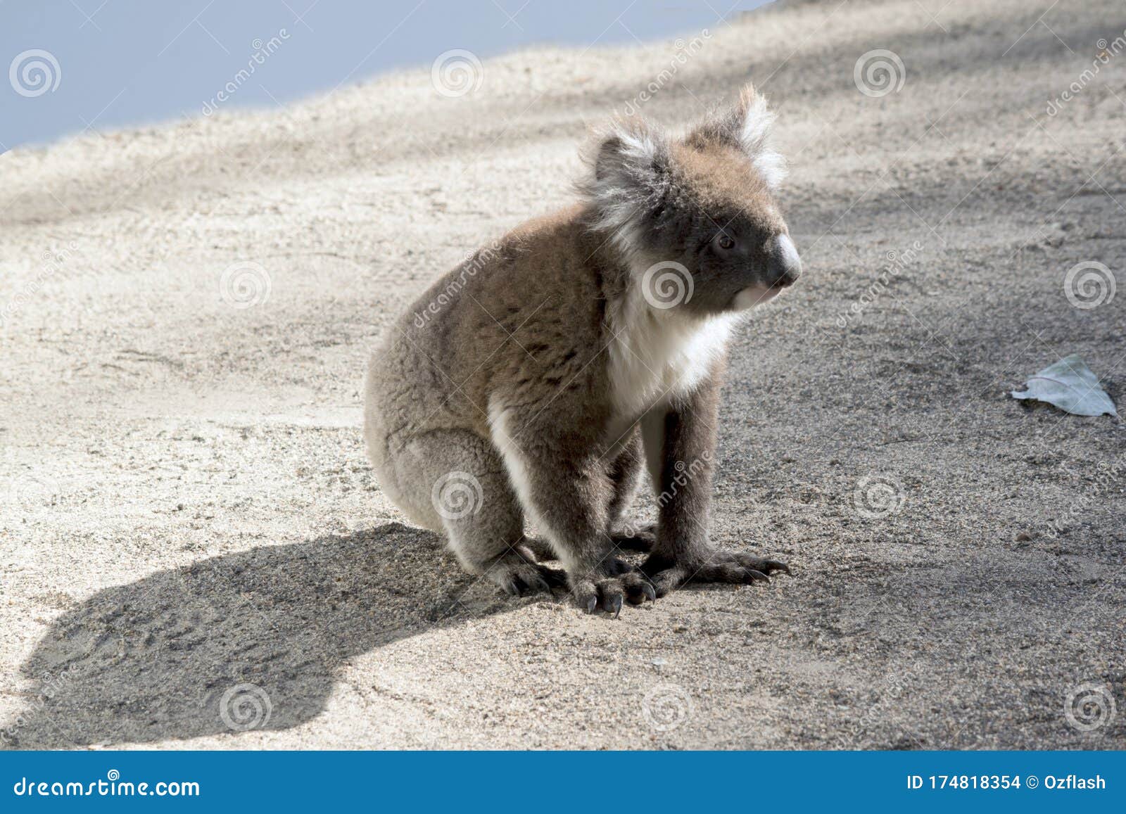 This is an Australian Koala Sitting on the Ground Stock Photo Image