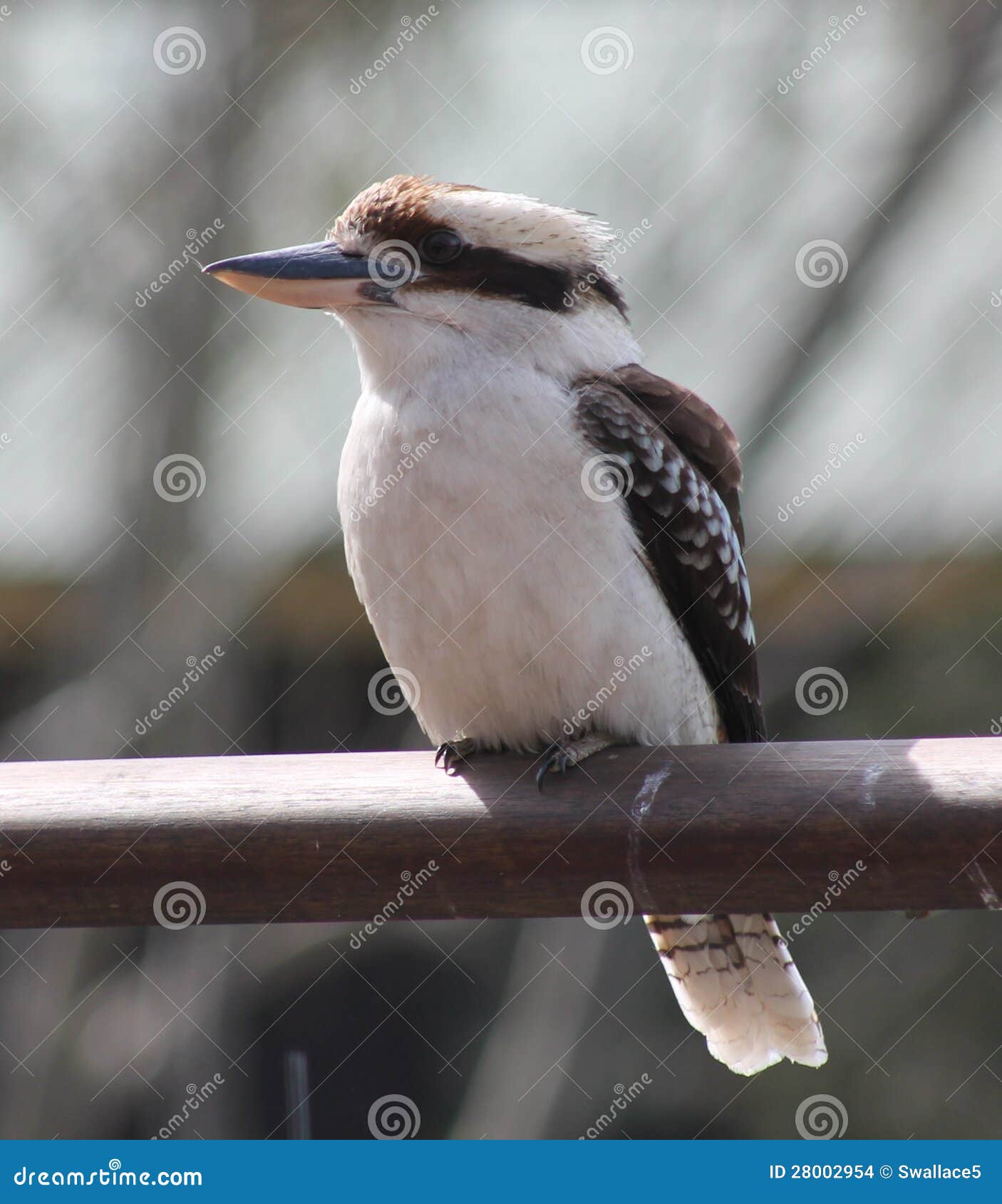 Australian Kookaburra stock photo. Image of feathers 28002954