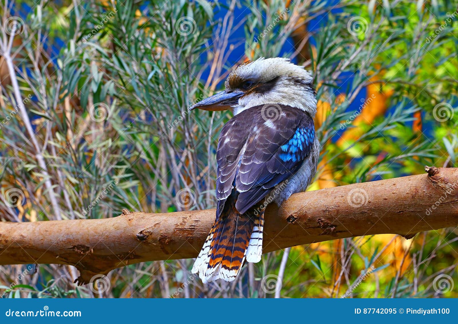 australian laughing kookaburra bird