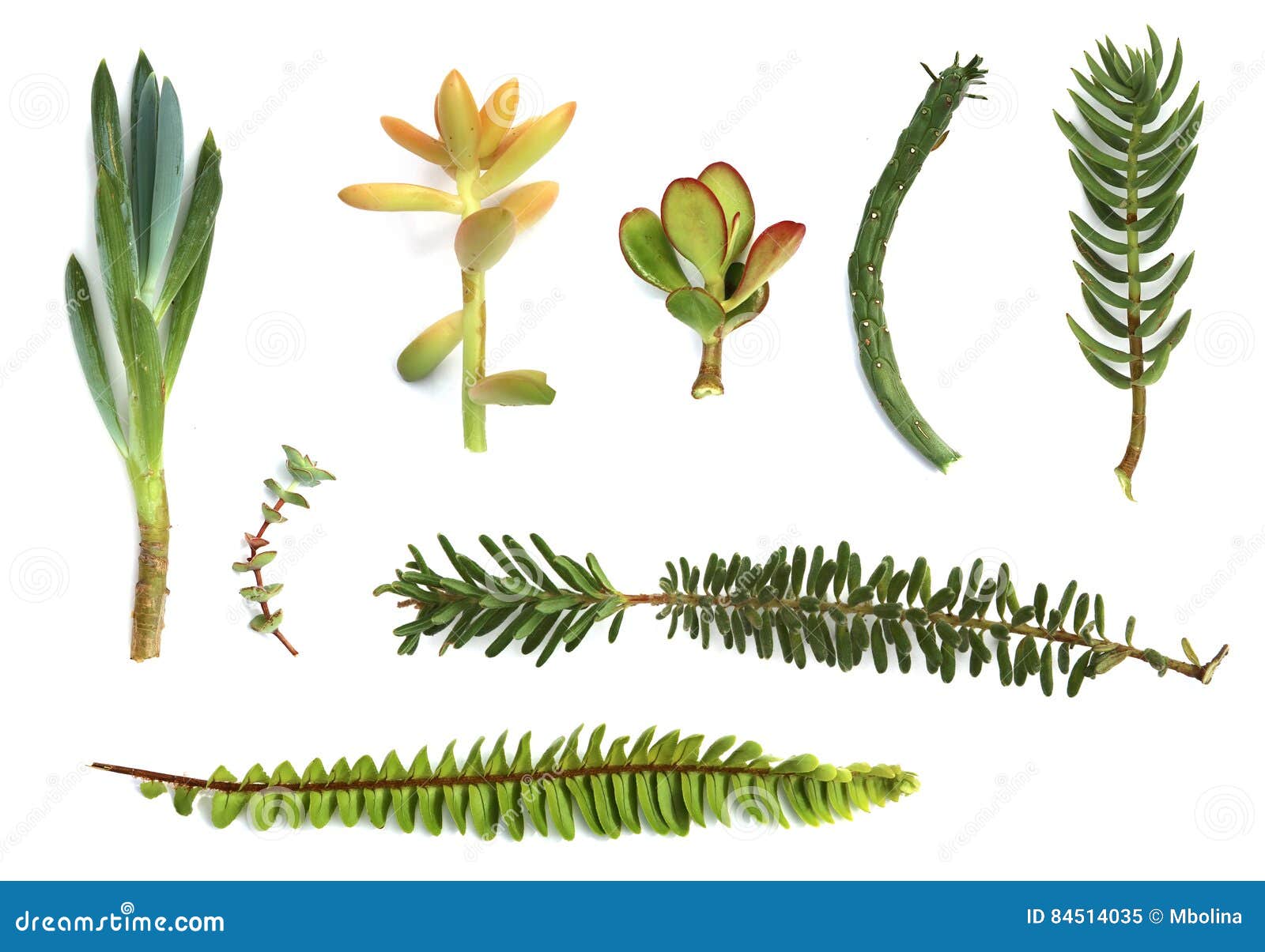 Australian Low Maintenance Plants Stock Image Image of close