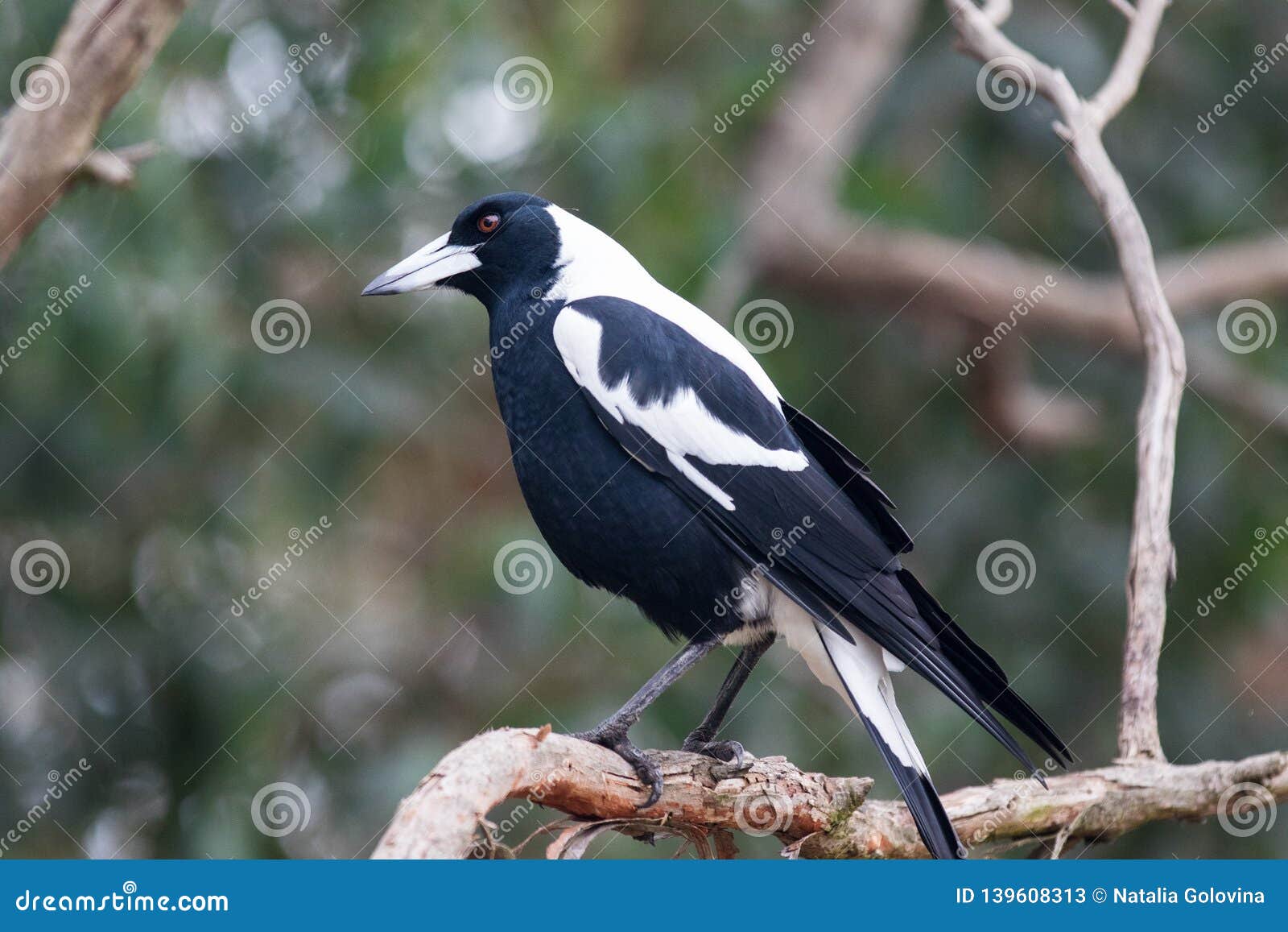 an australian magpie, gymnorhina tibicen, sitting on the branches of tree. australia