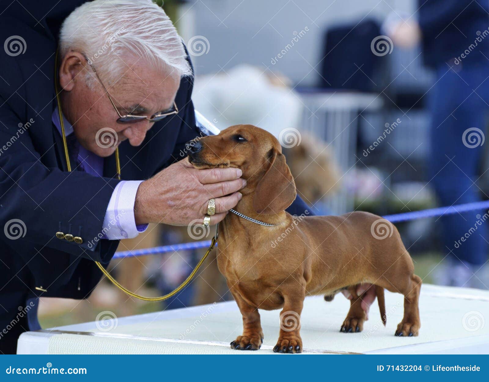 Australian National Kennel Dog Judge Judging Dachshund Pup at Boonah Show Editorial Image - Image of exhibits, ankc: 71432204