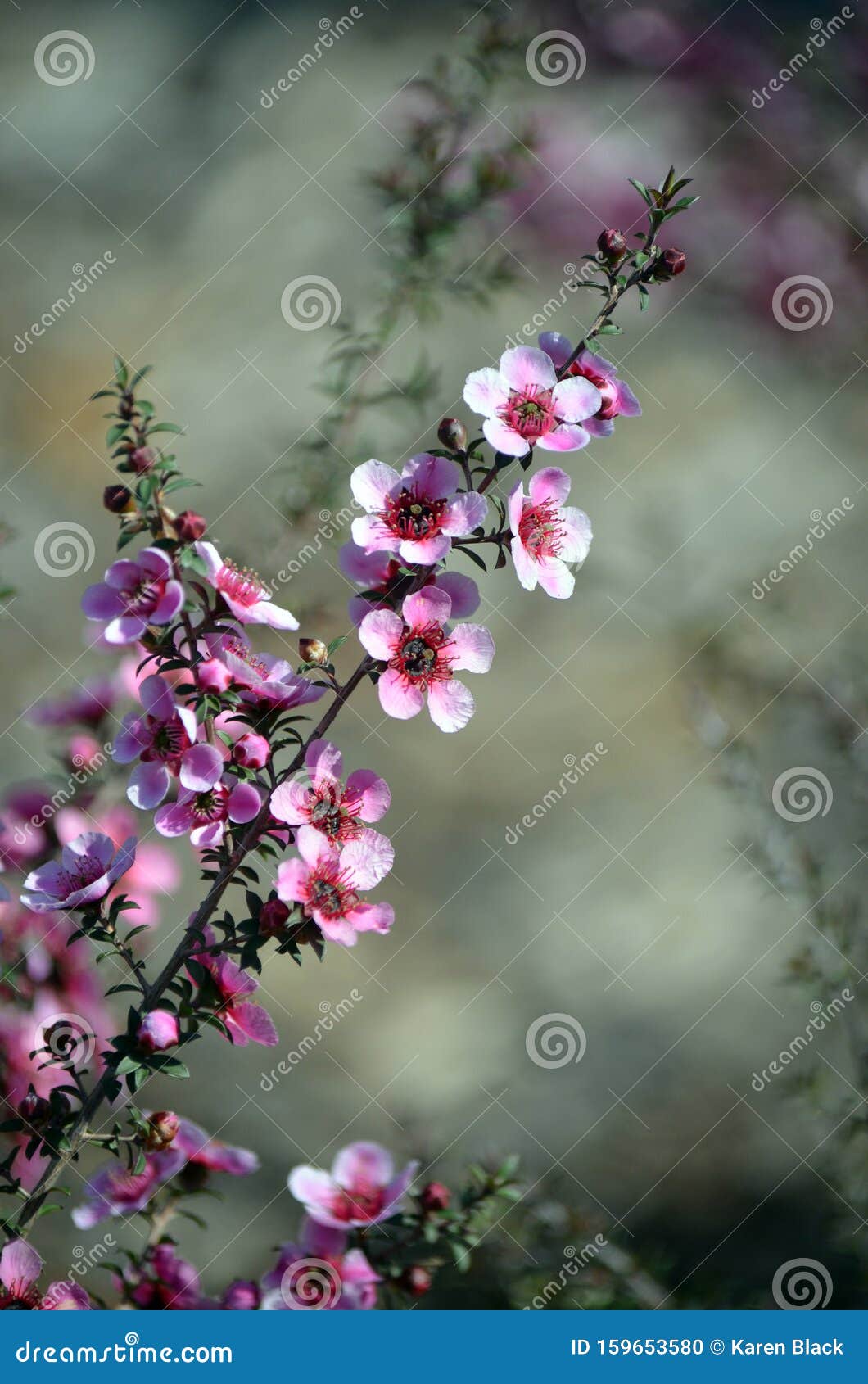 Australian Native Pink Tree Flowers Stock Photo - Image of victoria, blossom: 159653580