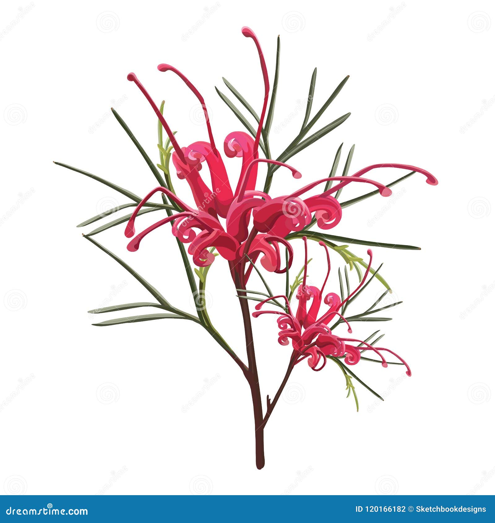 australian native red grevillea flower
