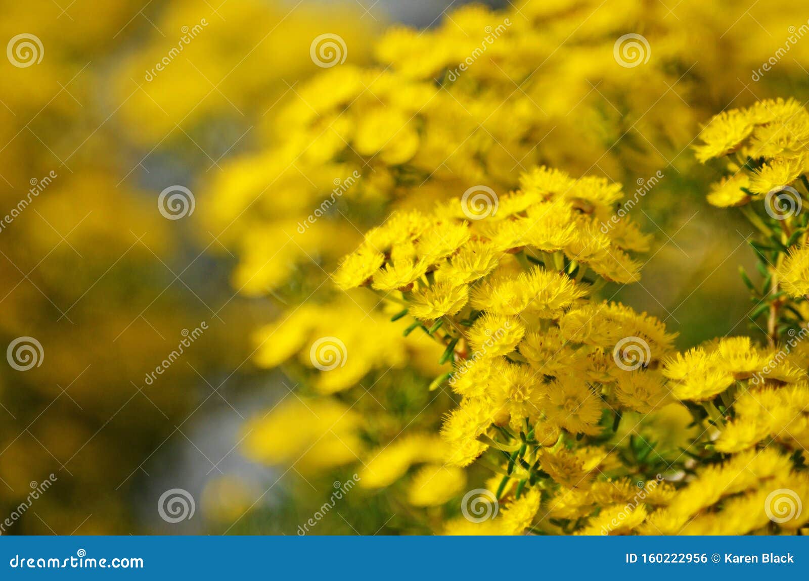Australian Native Yellow Feather Chrysantha Stock Photo Image background, space: 160222956