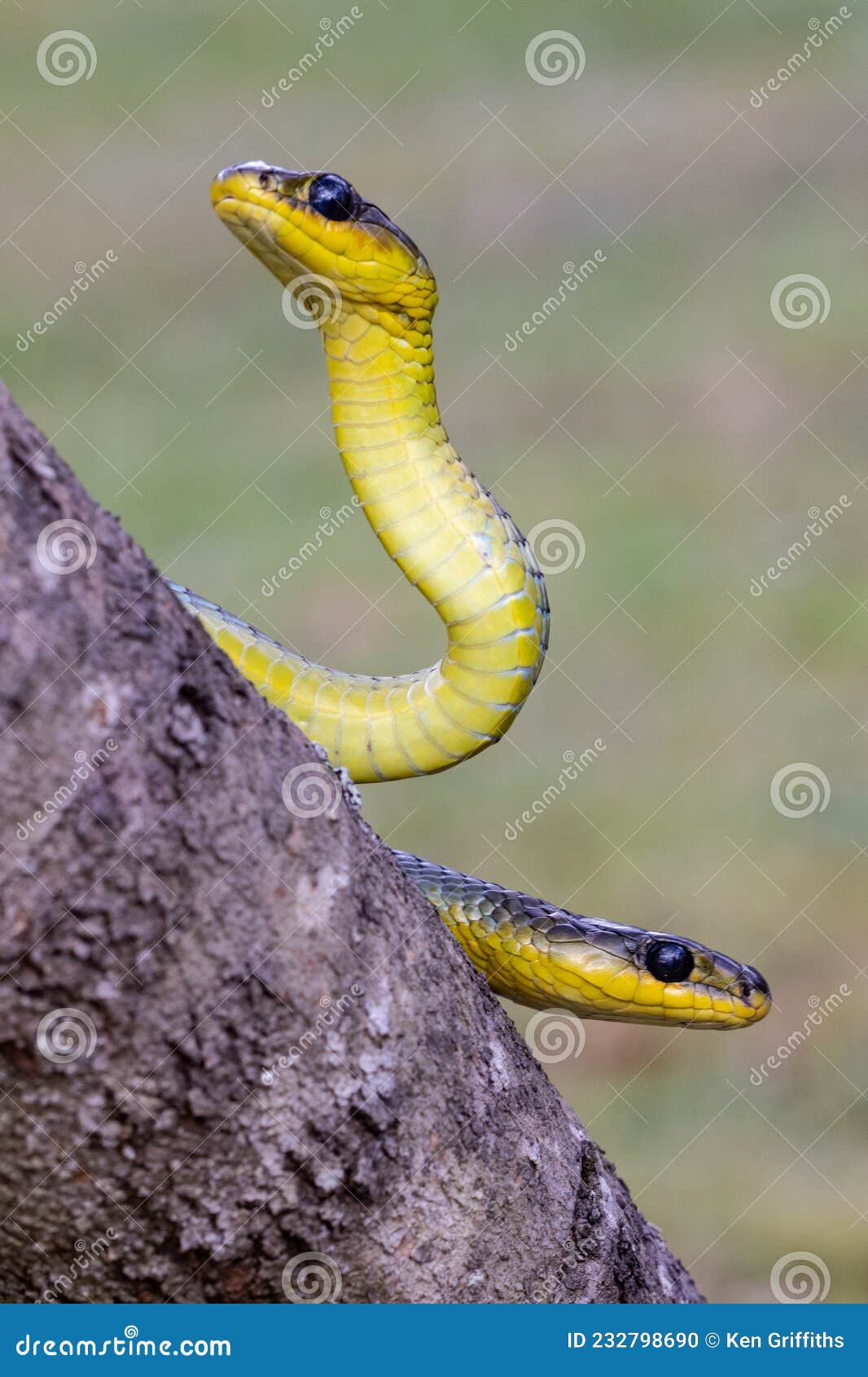 Common Tree Snake stock photo. Image of australia, nature 232798690